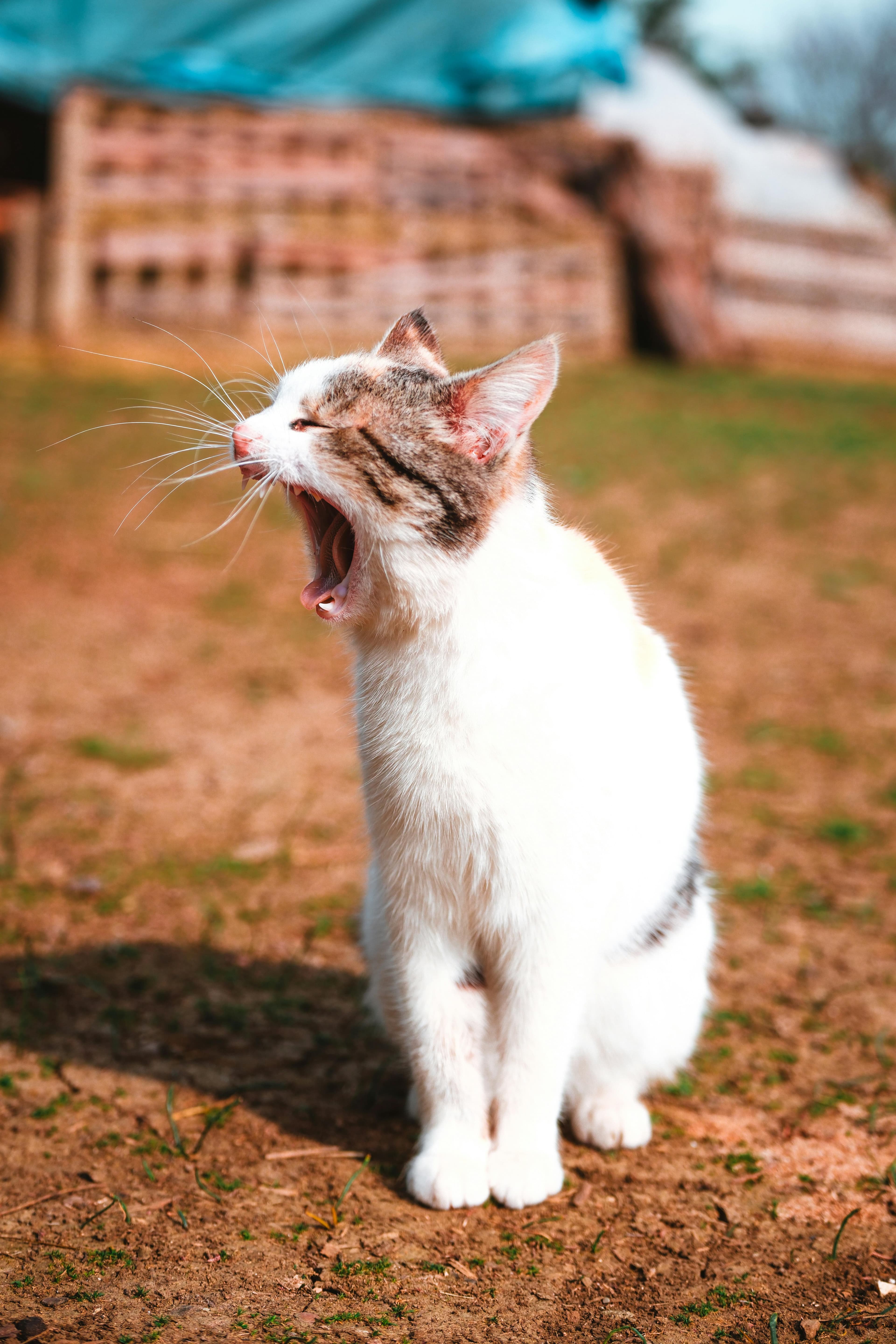 Catestant