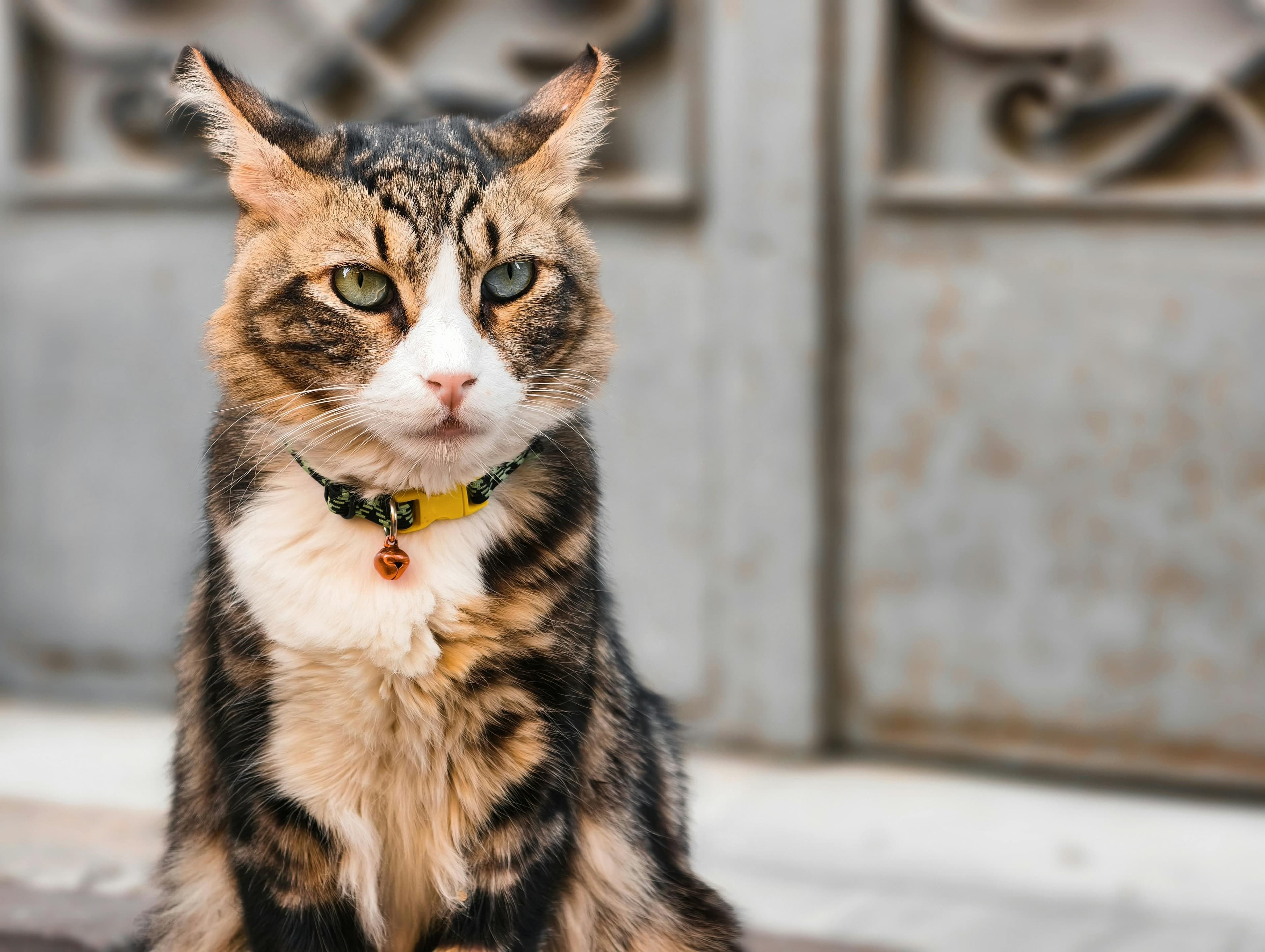 Catestant