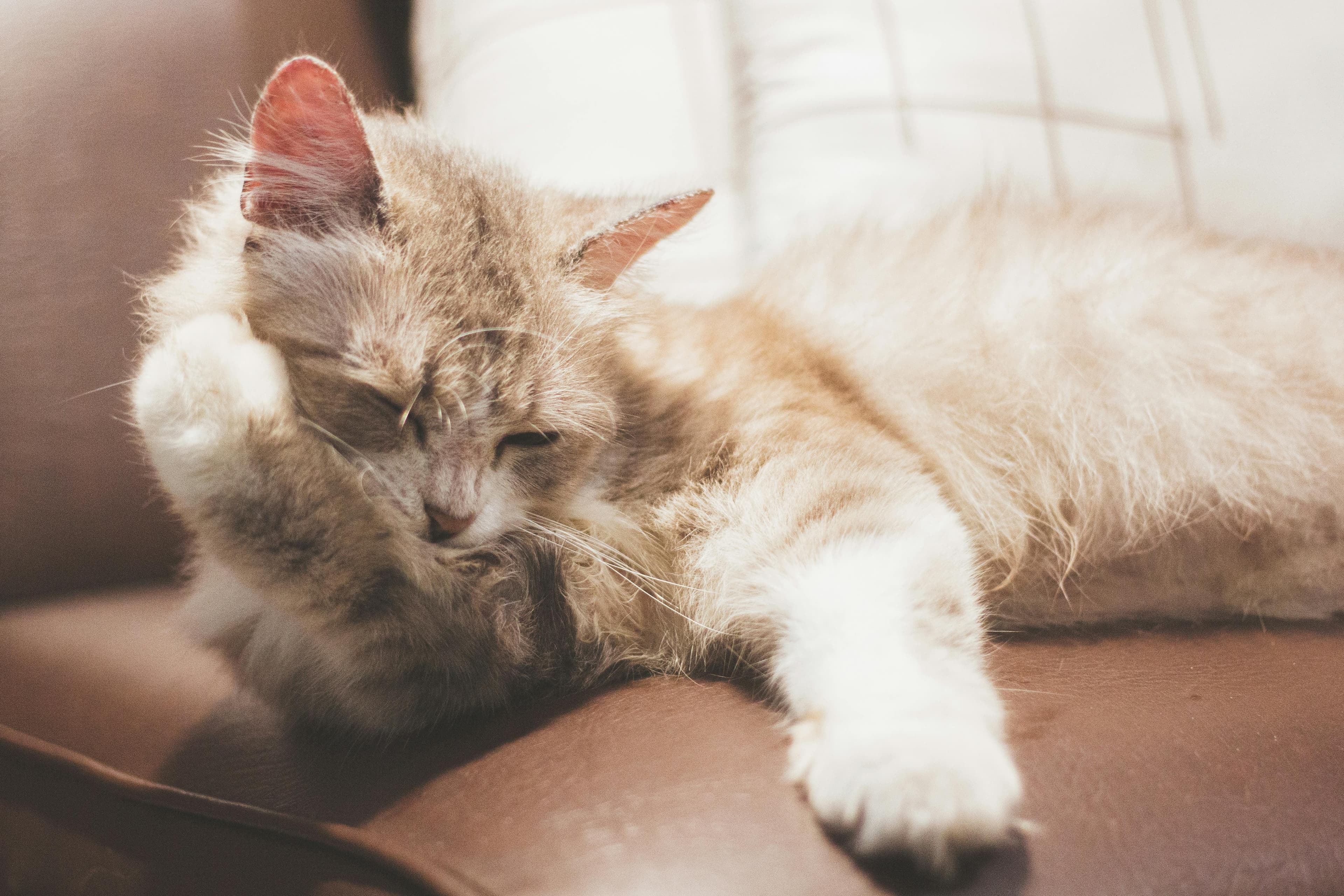 Catestant