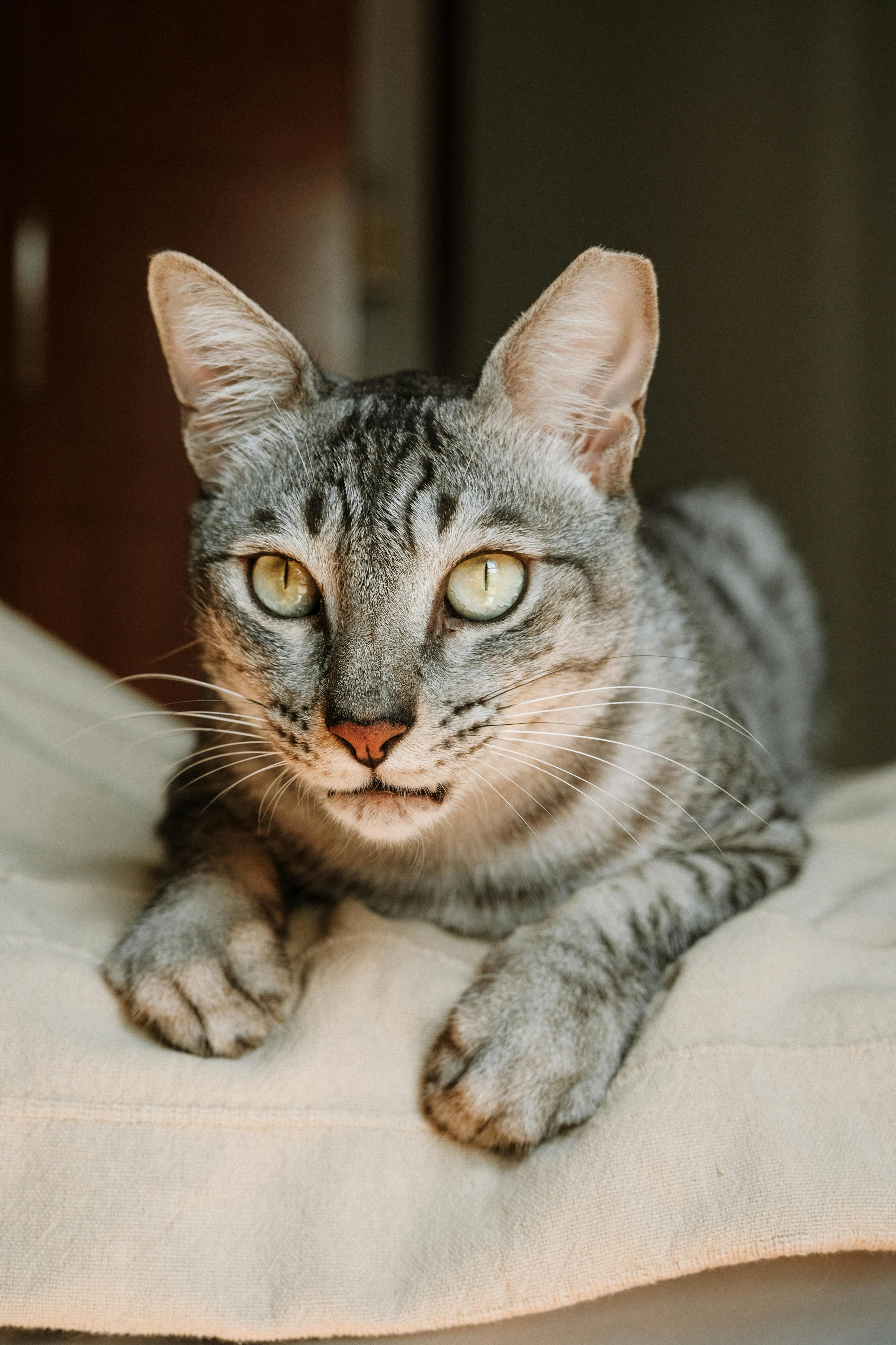Catestant