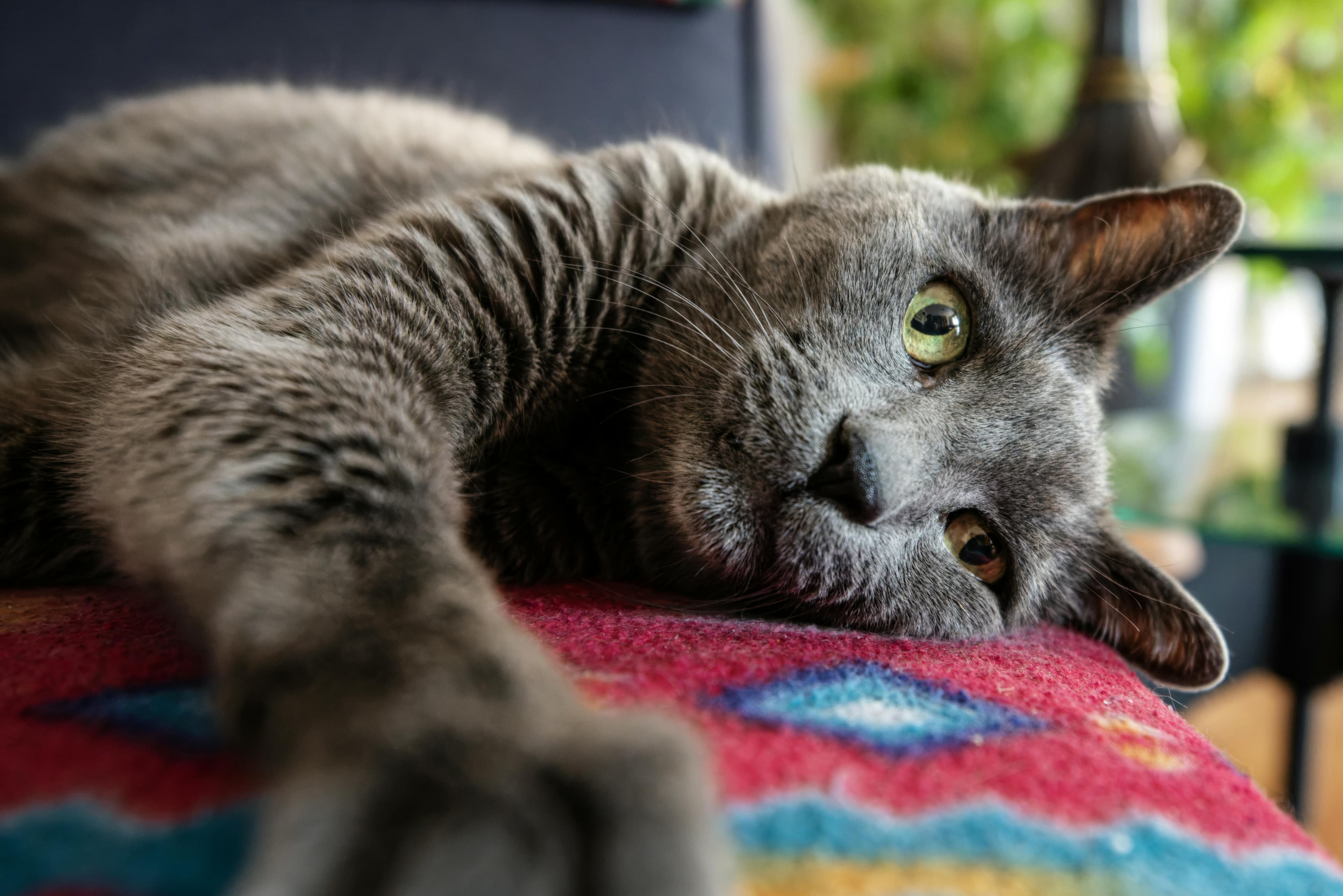 Catestant