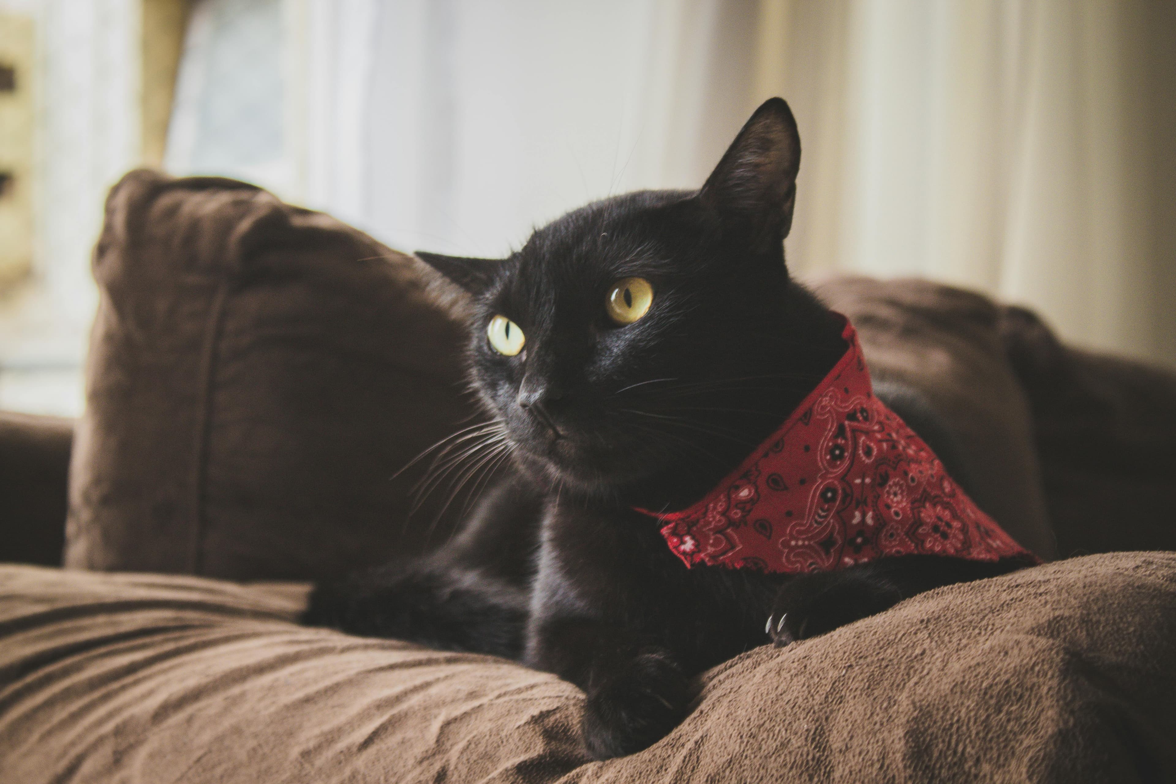 Catestant