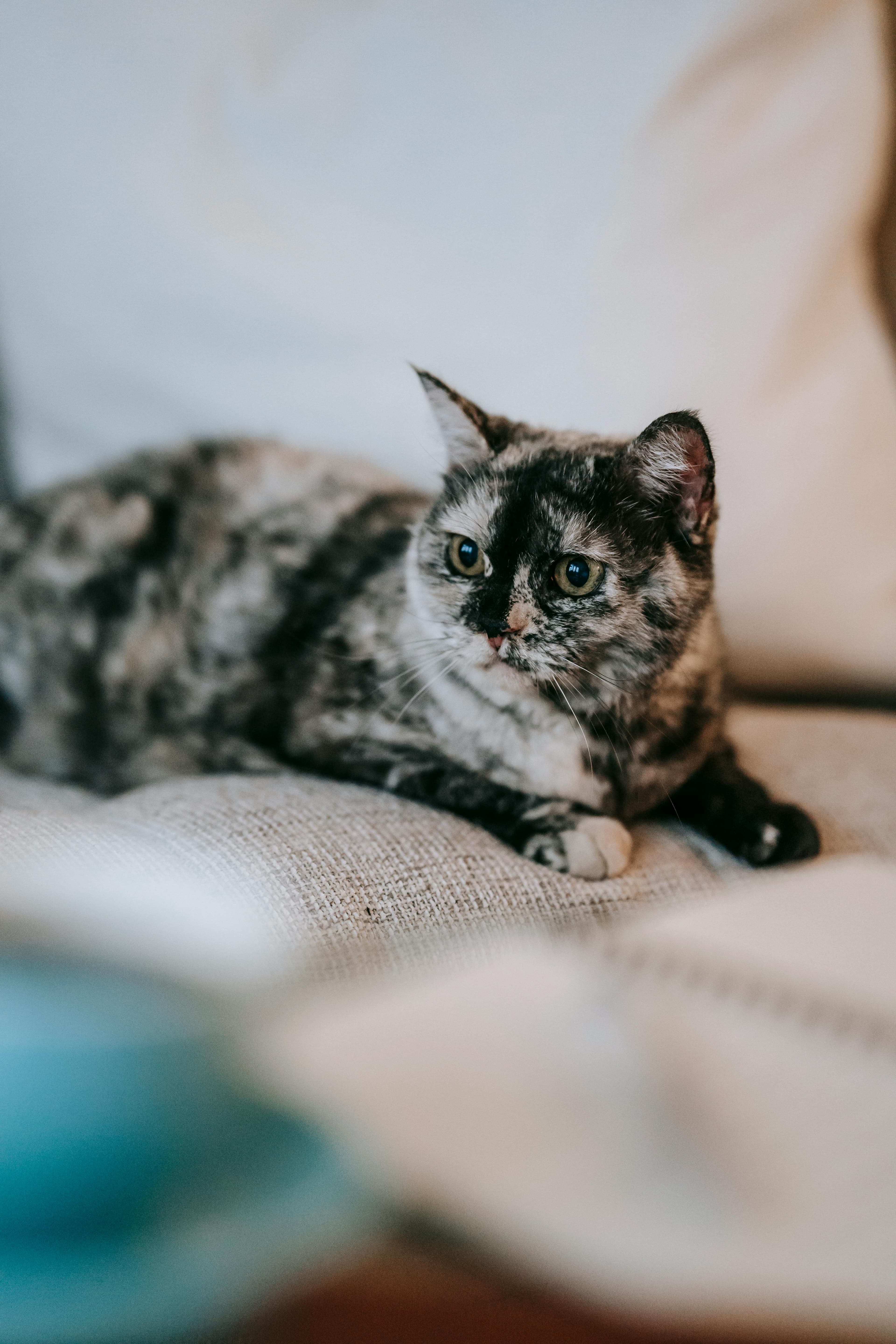 Catestant