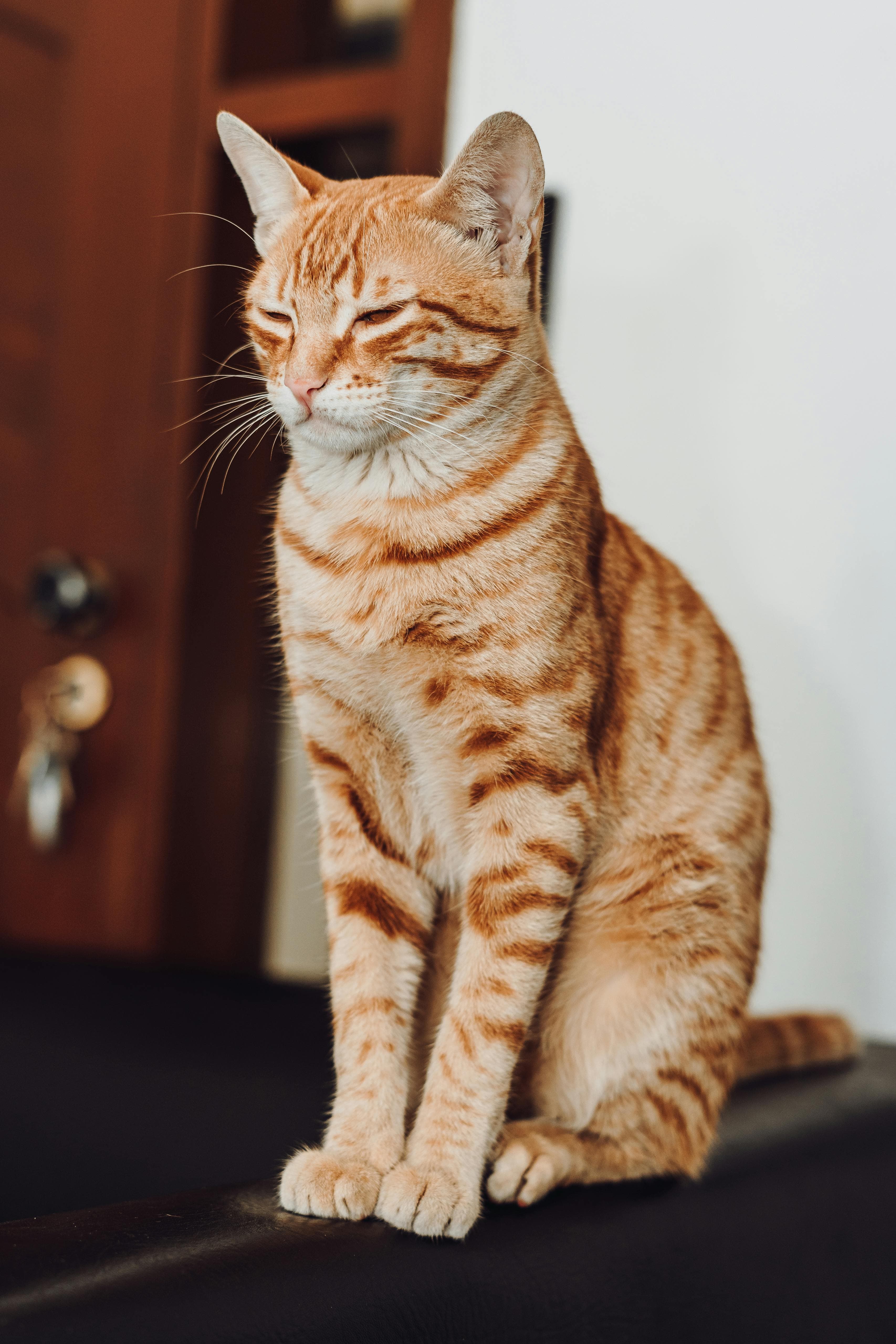 Catestant