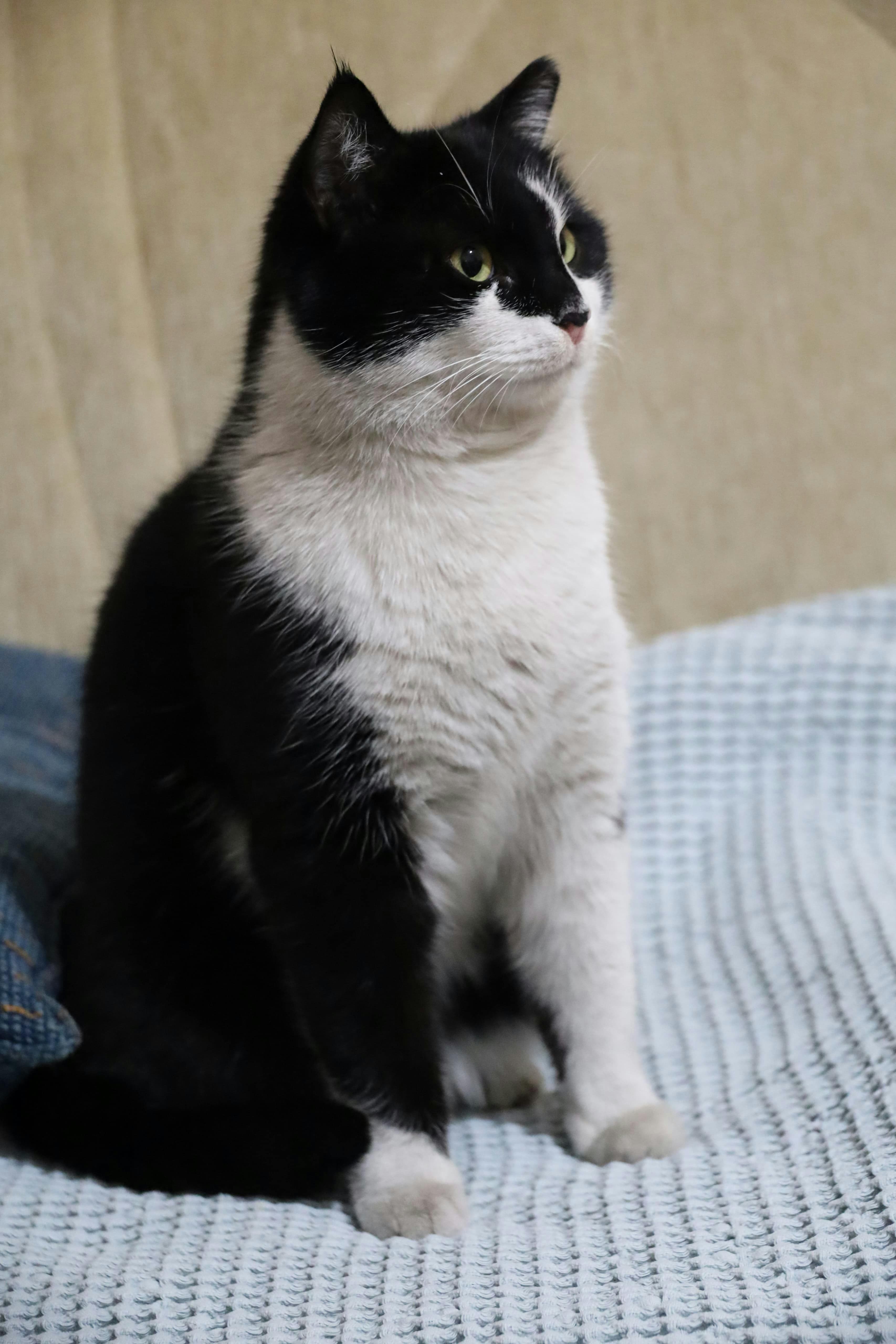 Catestant