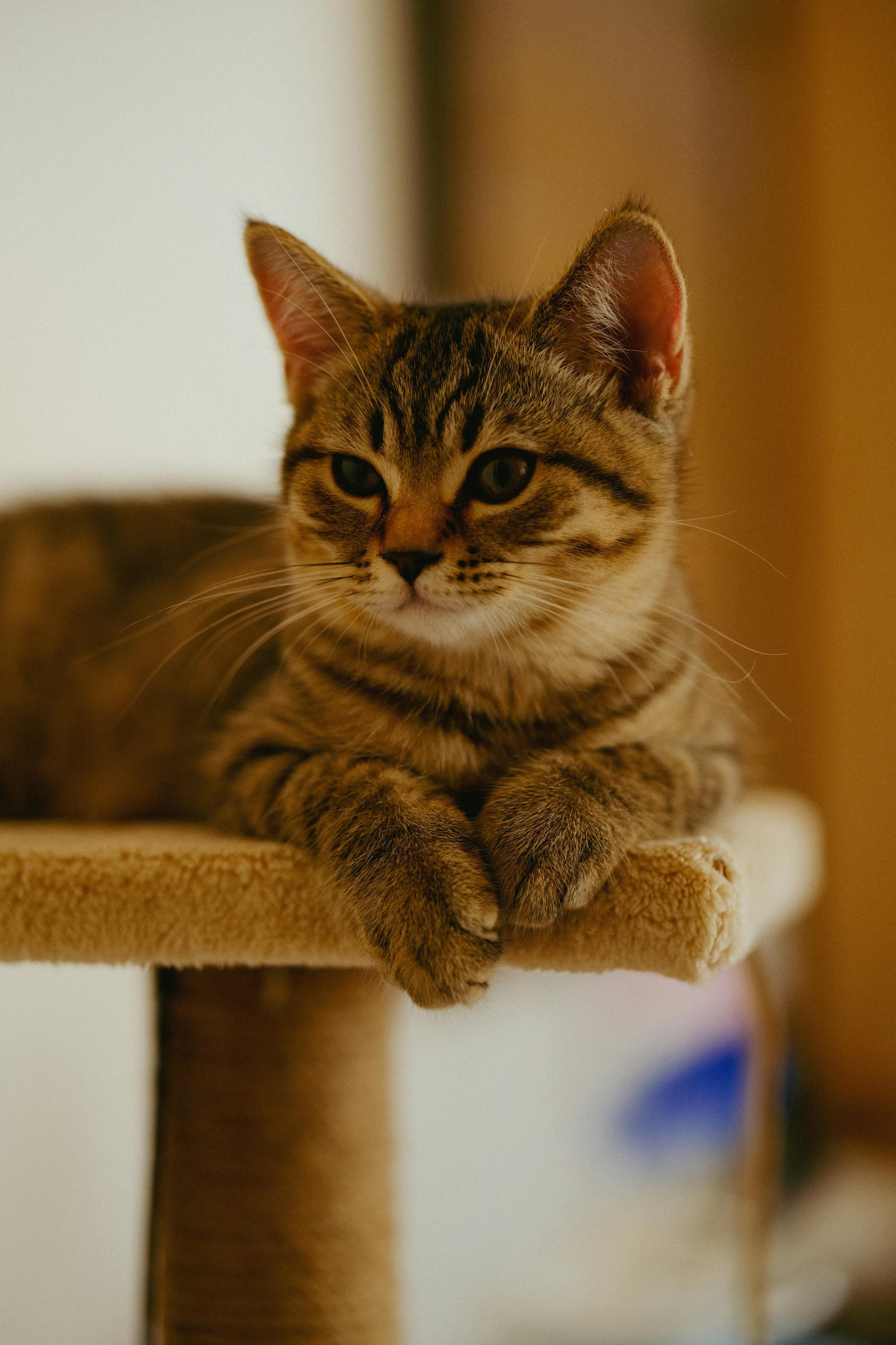 Catestant