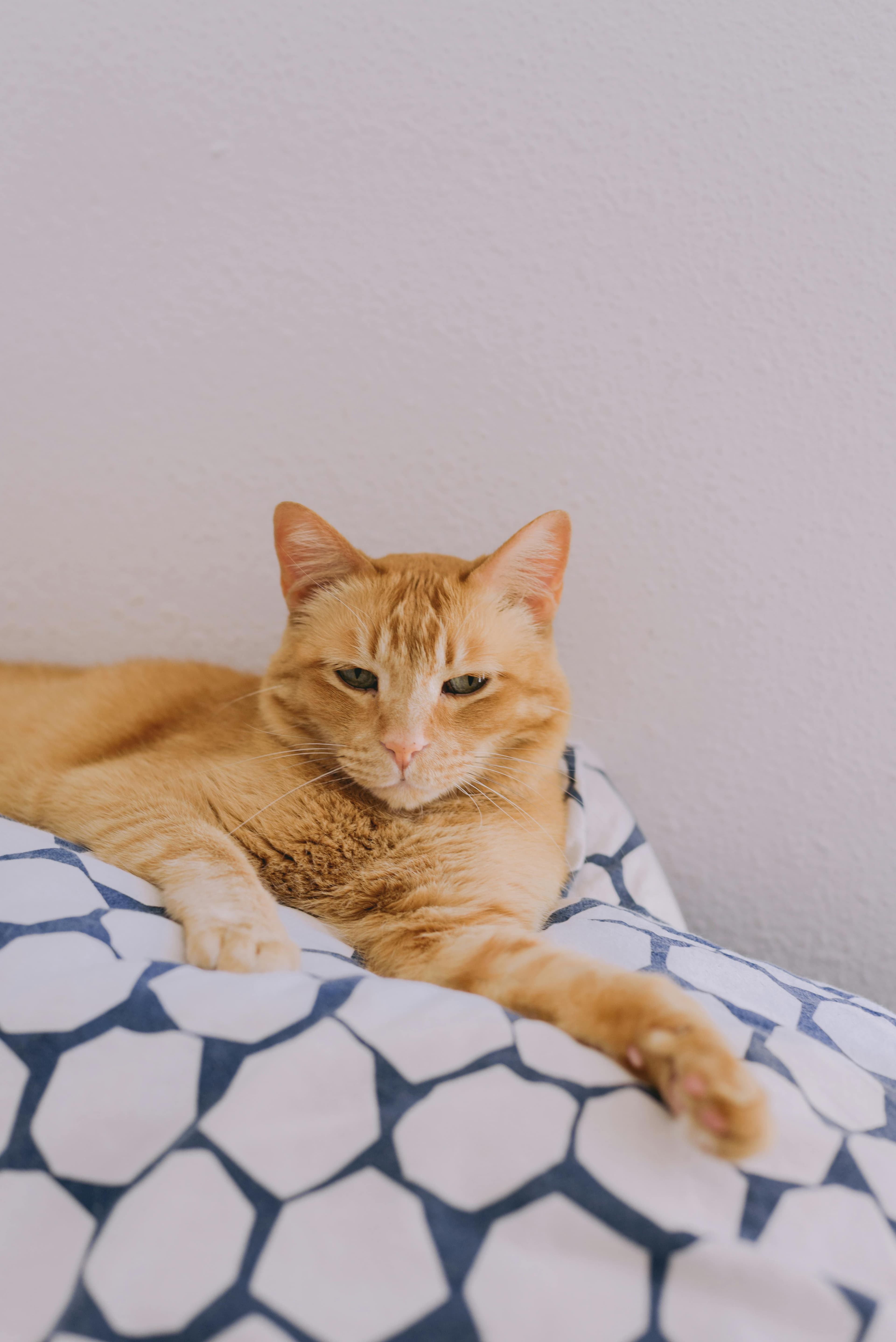 Catestant