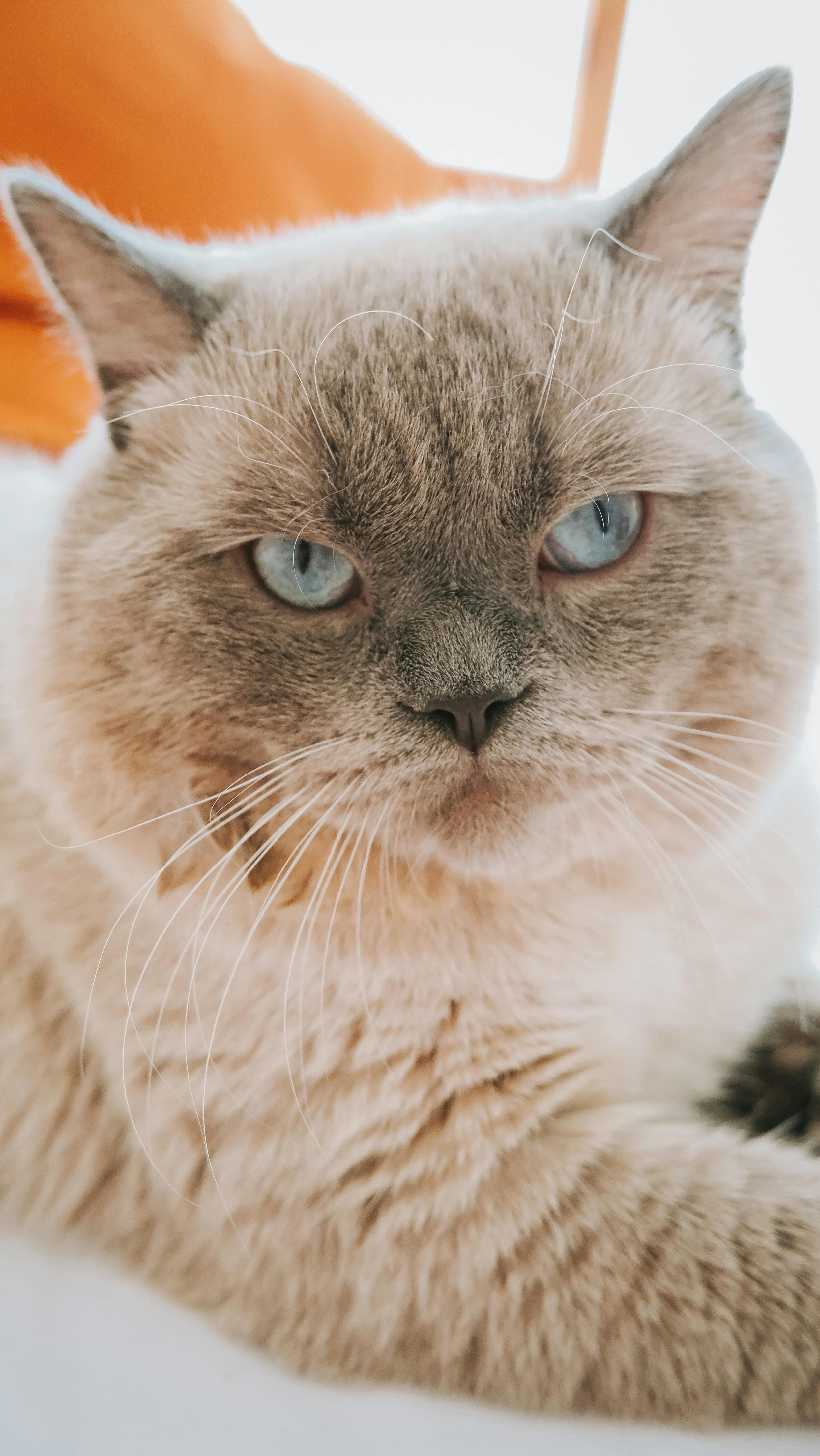 Catestant