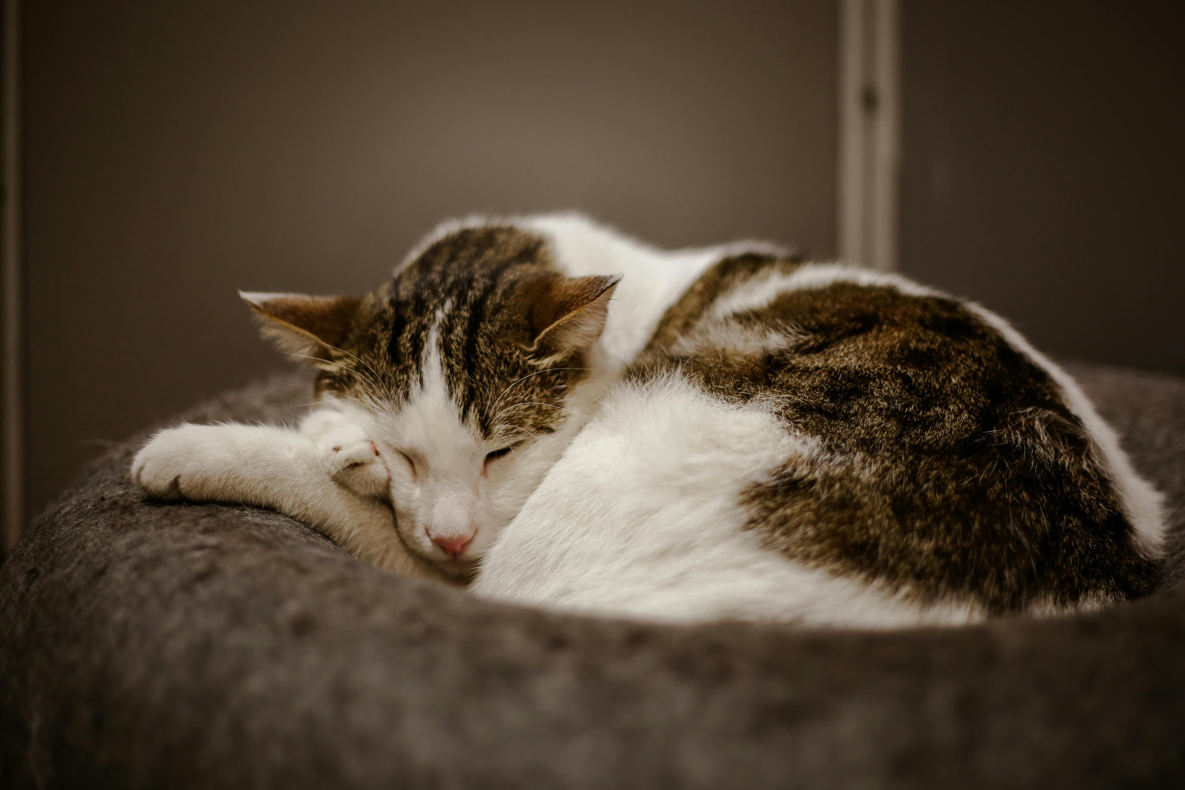 Catestant