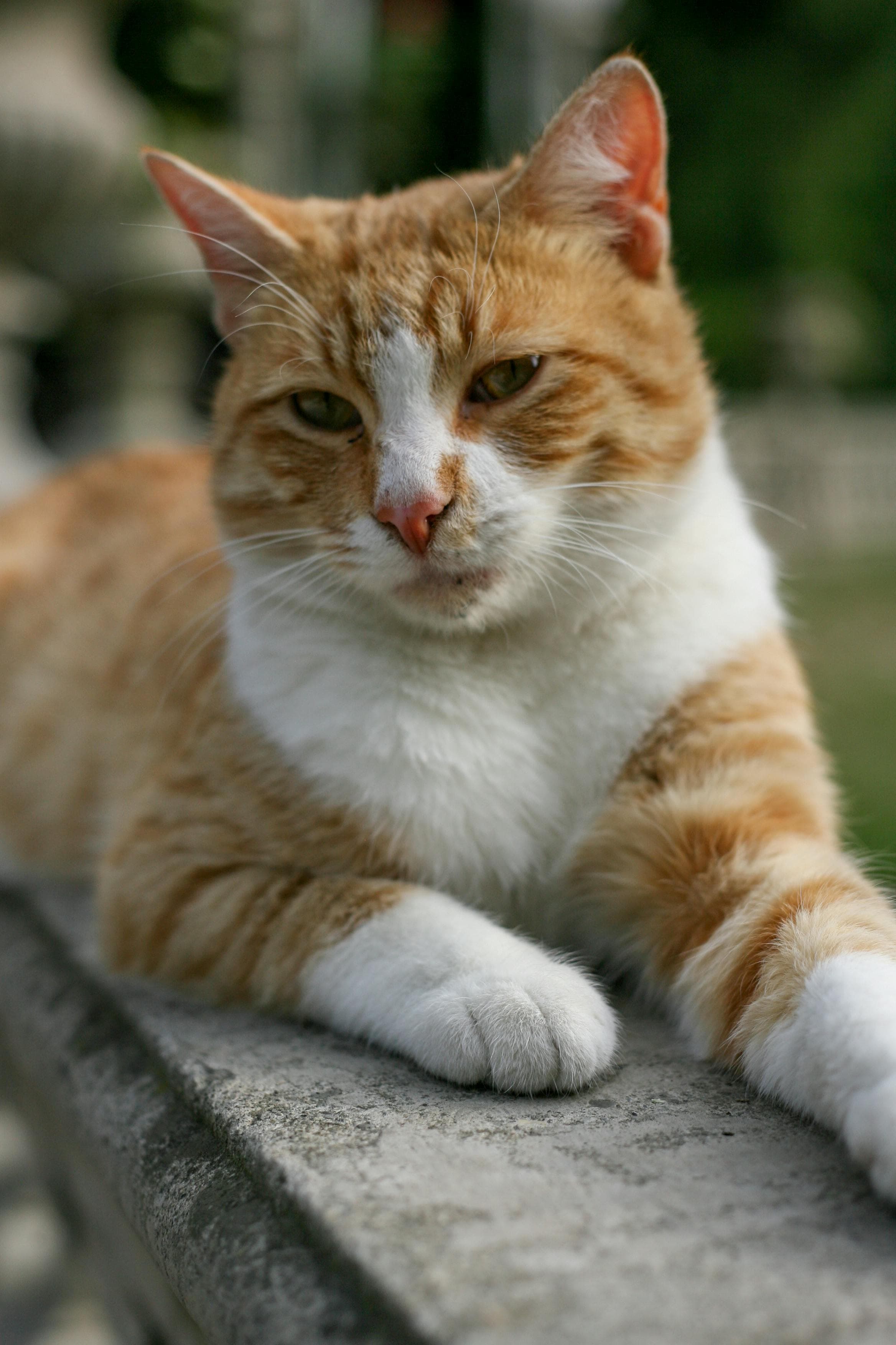 Catestant