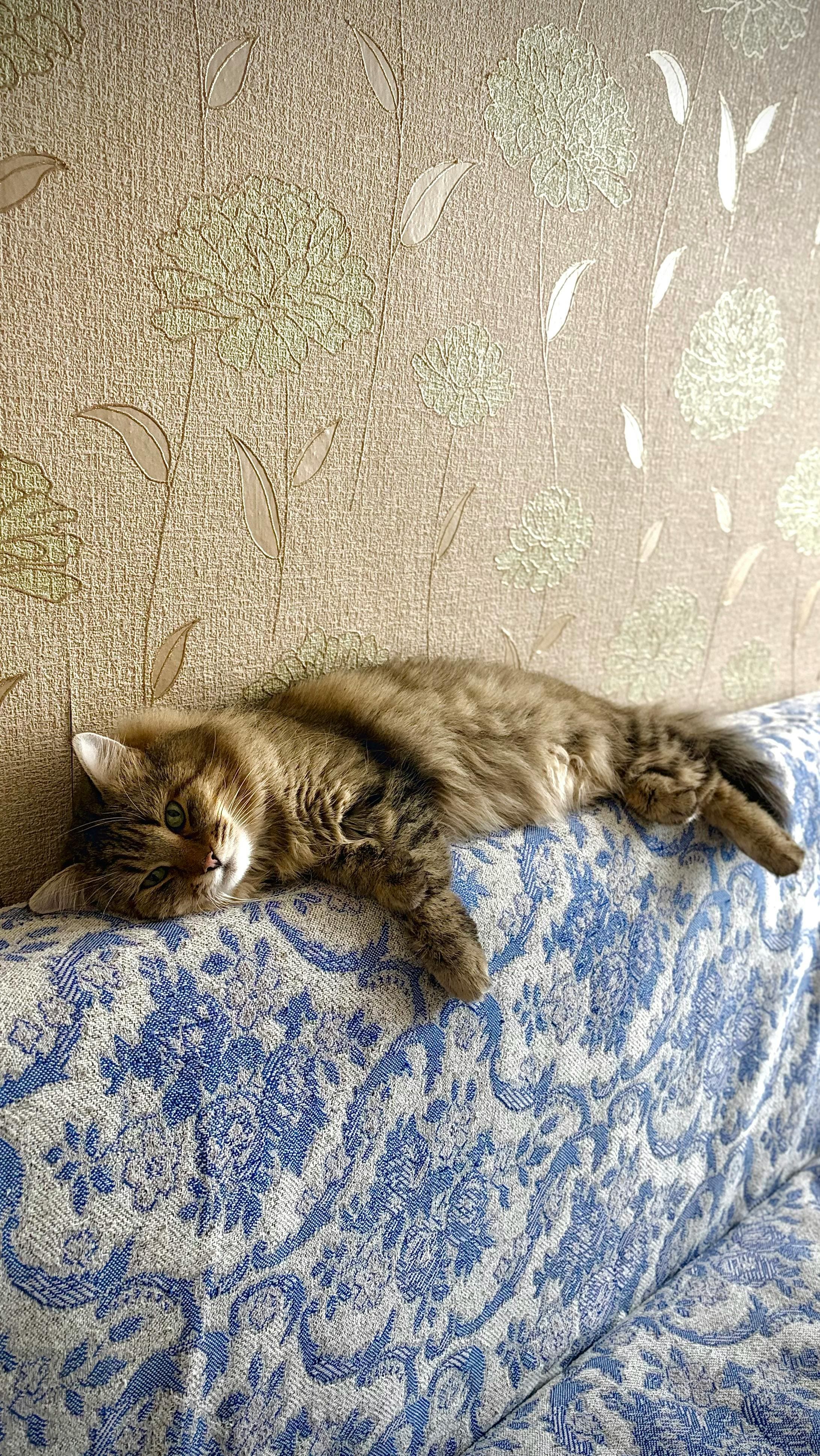 Catestant