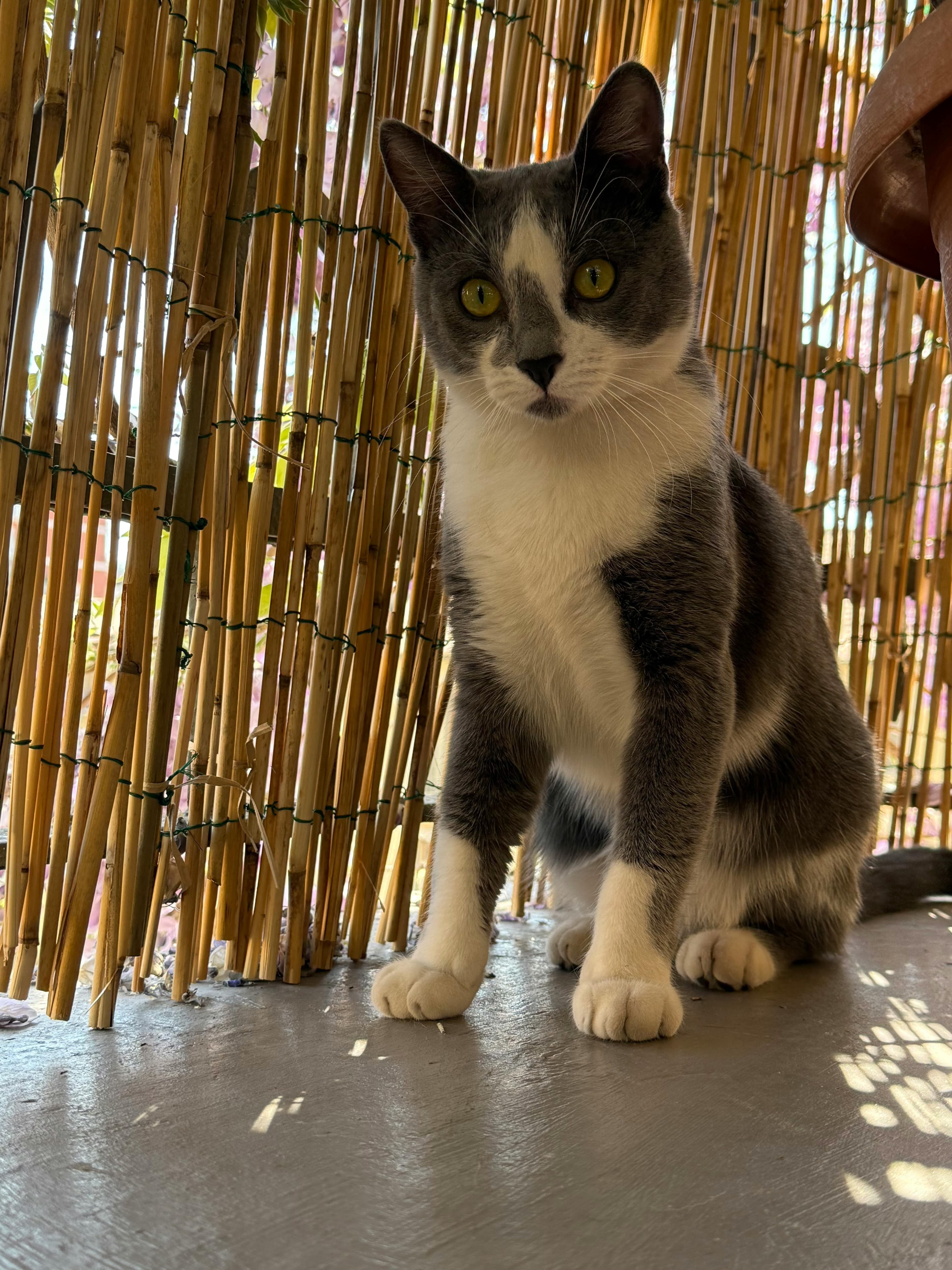 Catestant