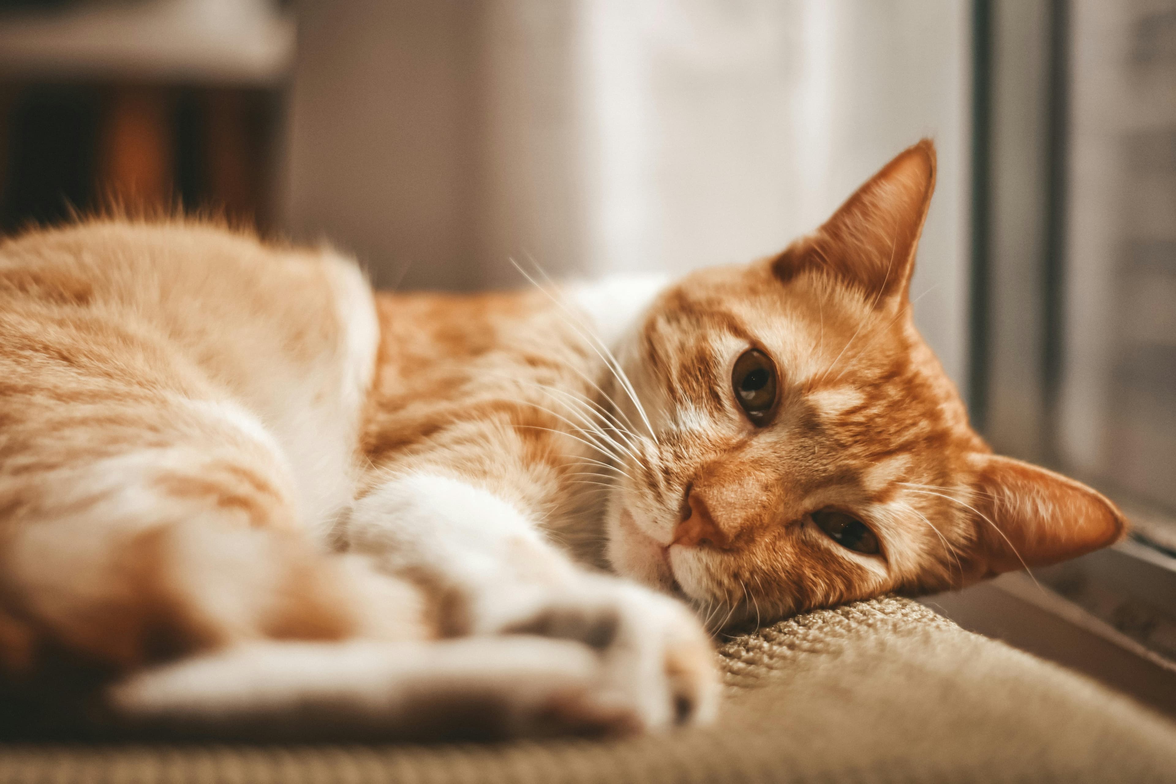 Catestant