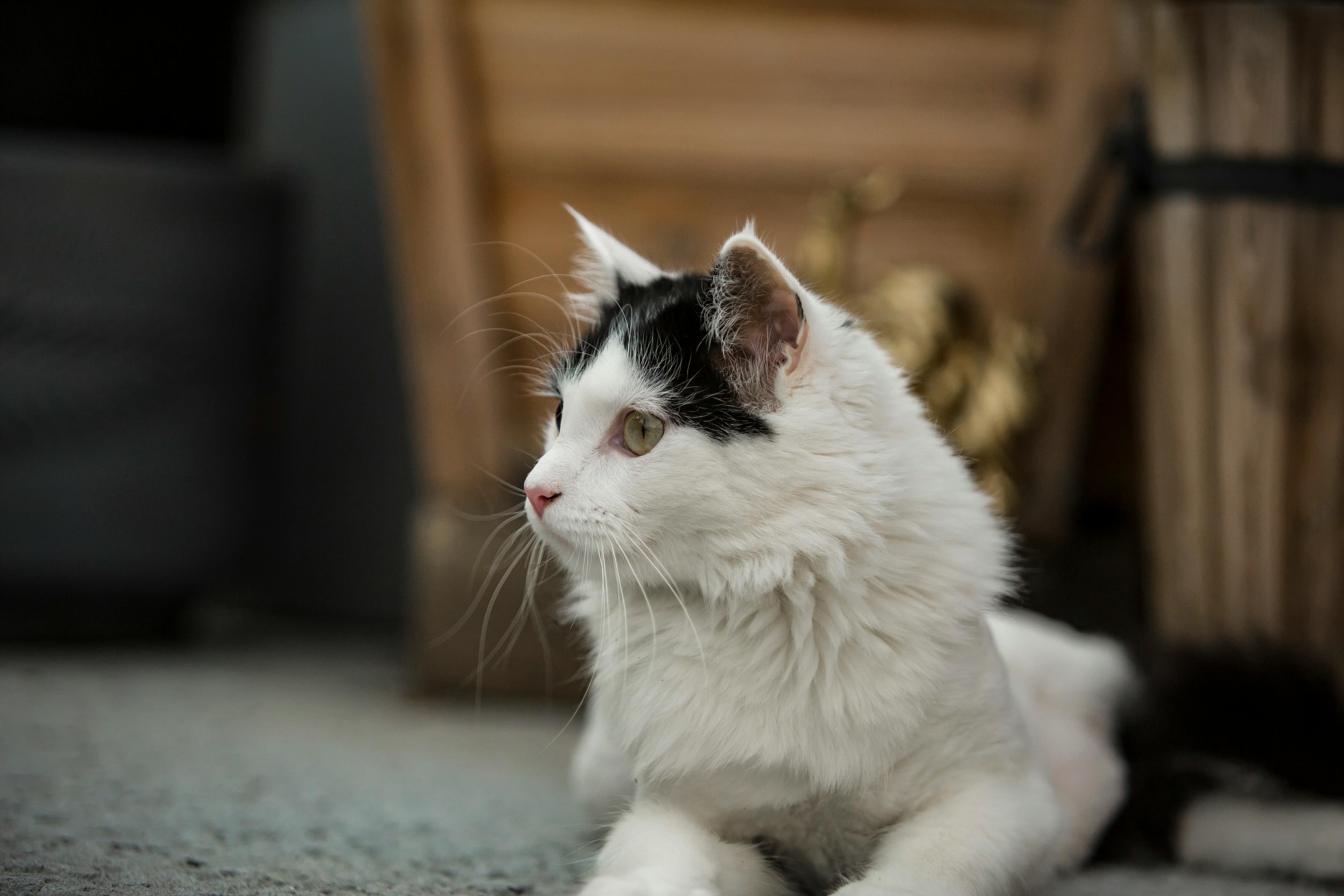 Catestant