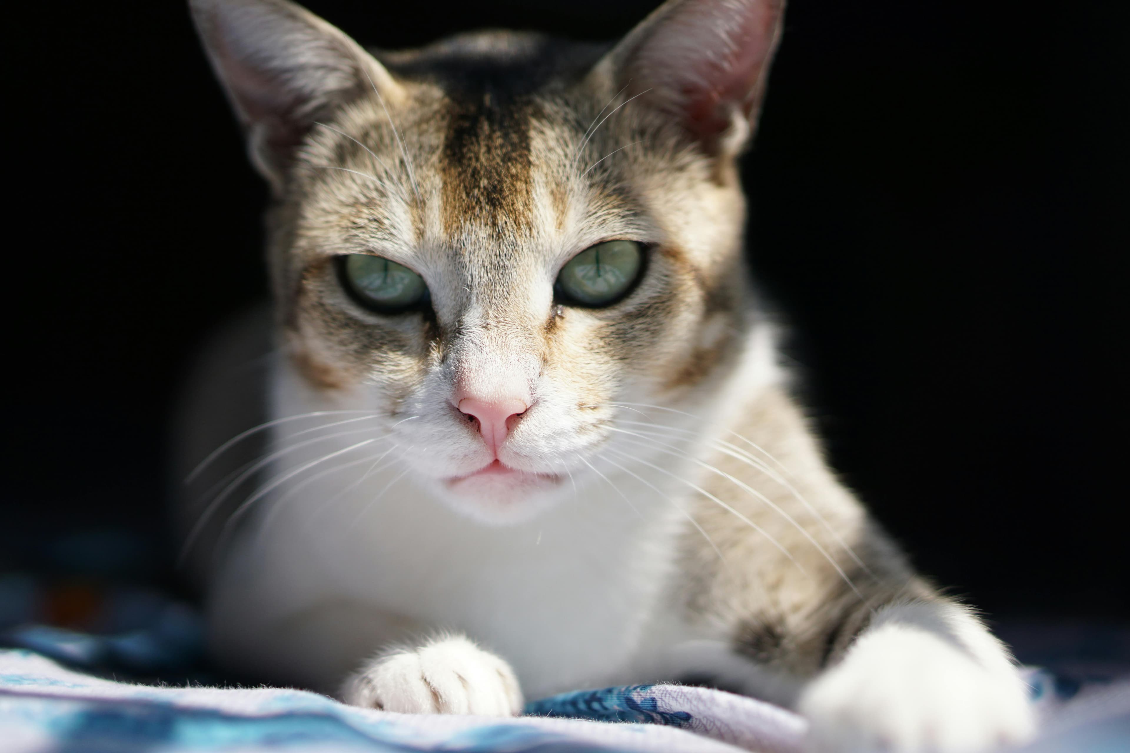 Catestant