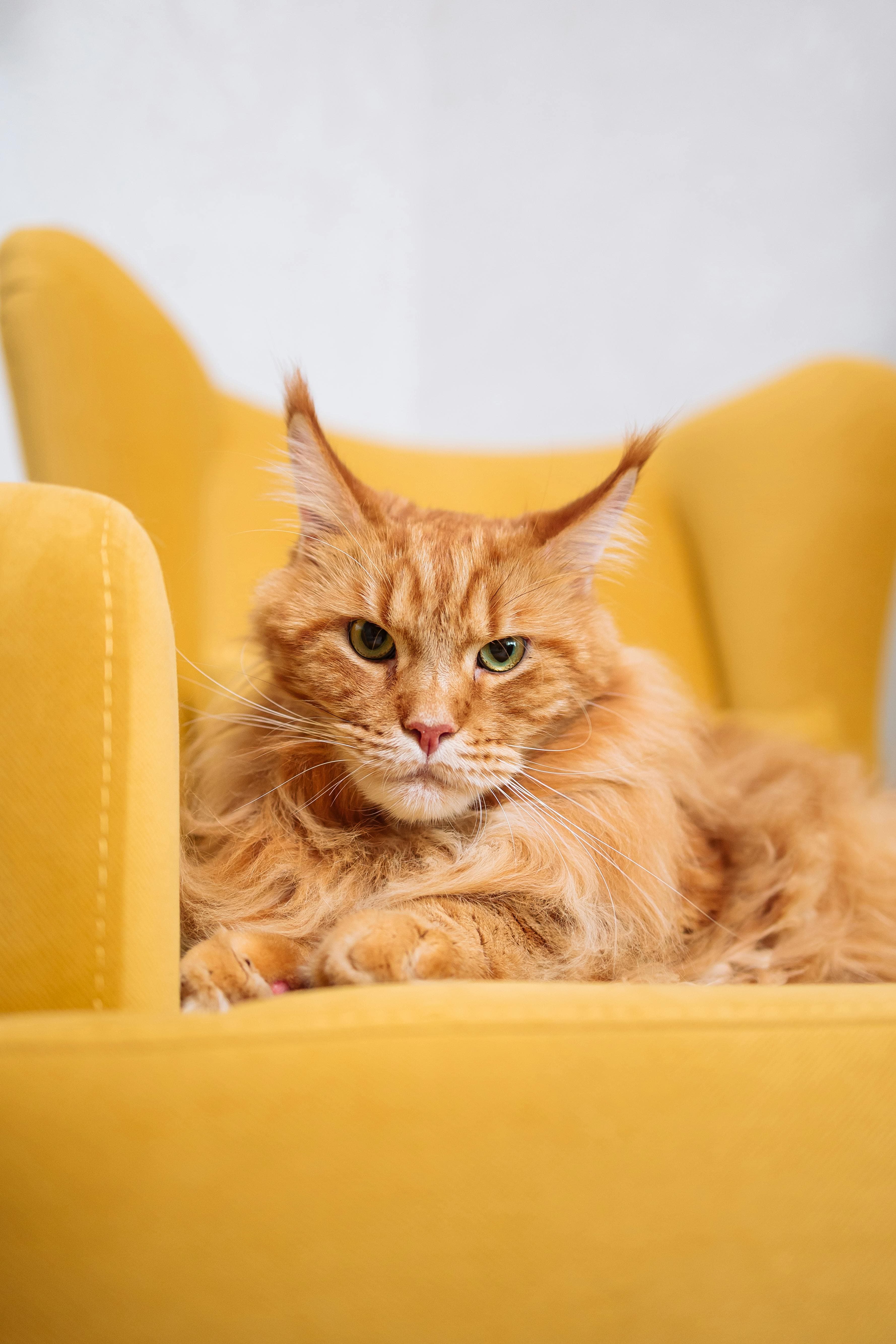 Catestant