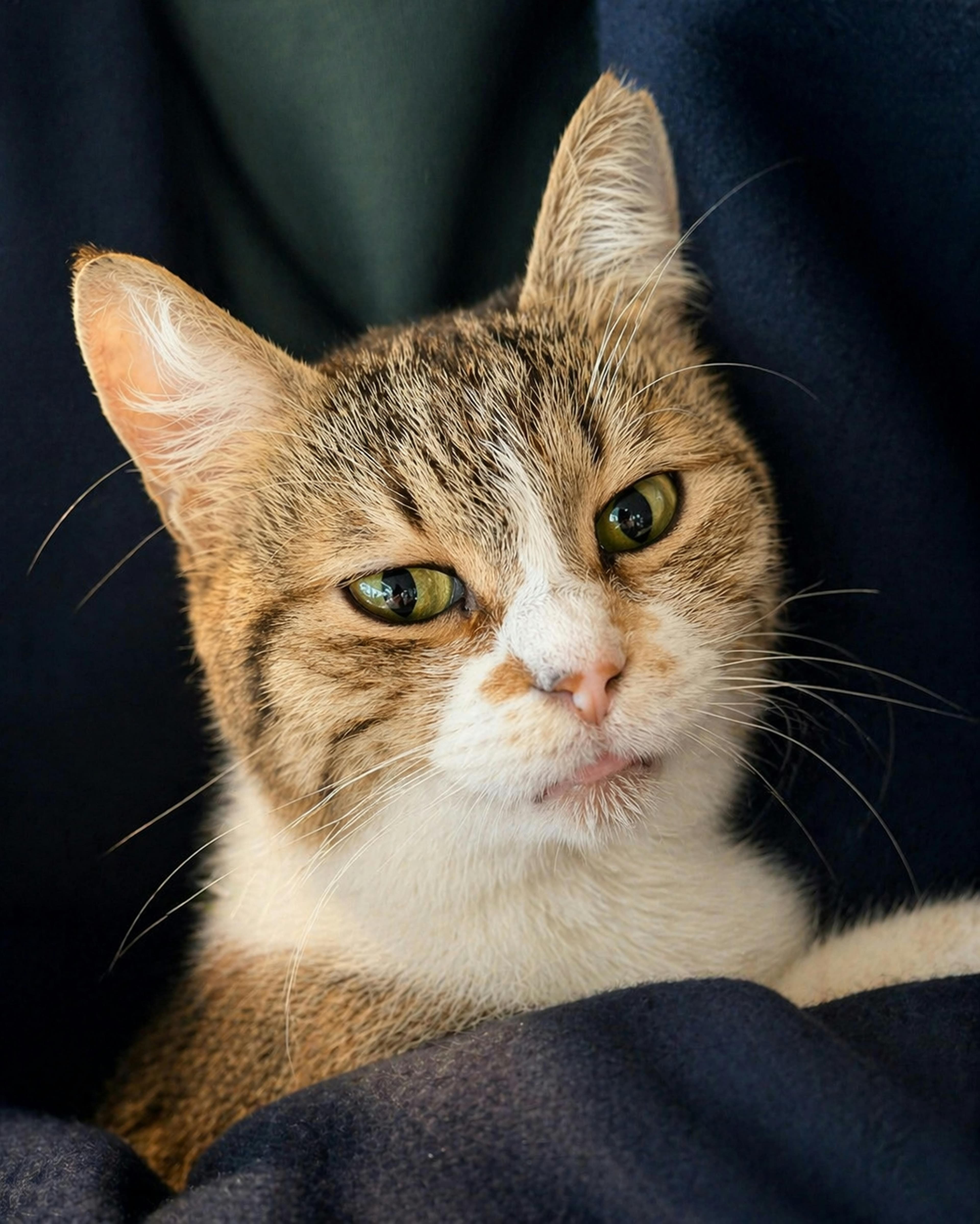 Catestant