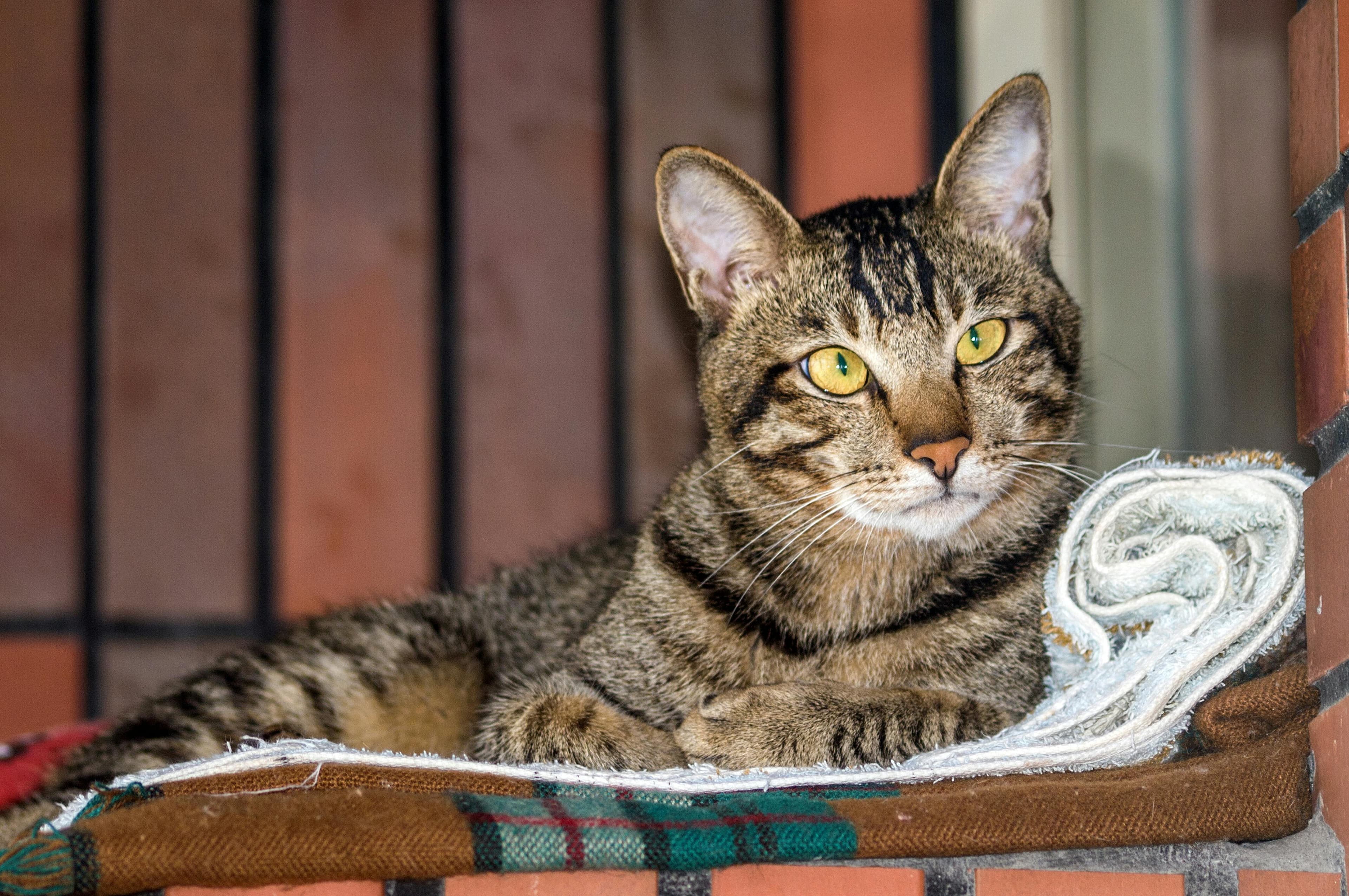 Catestant