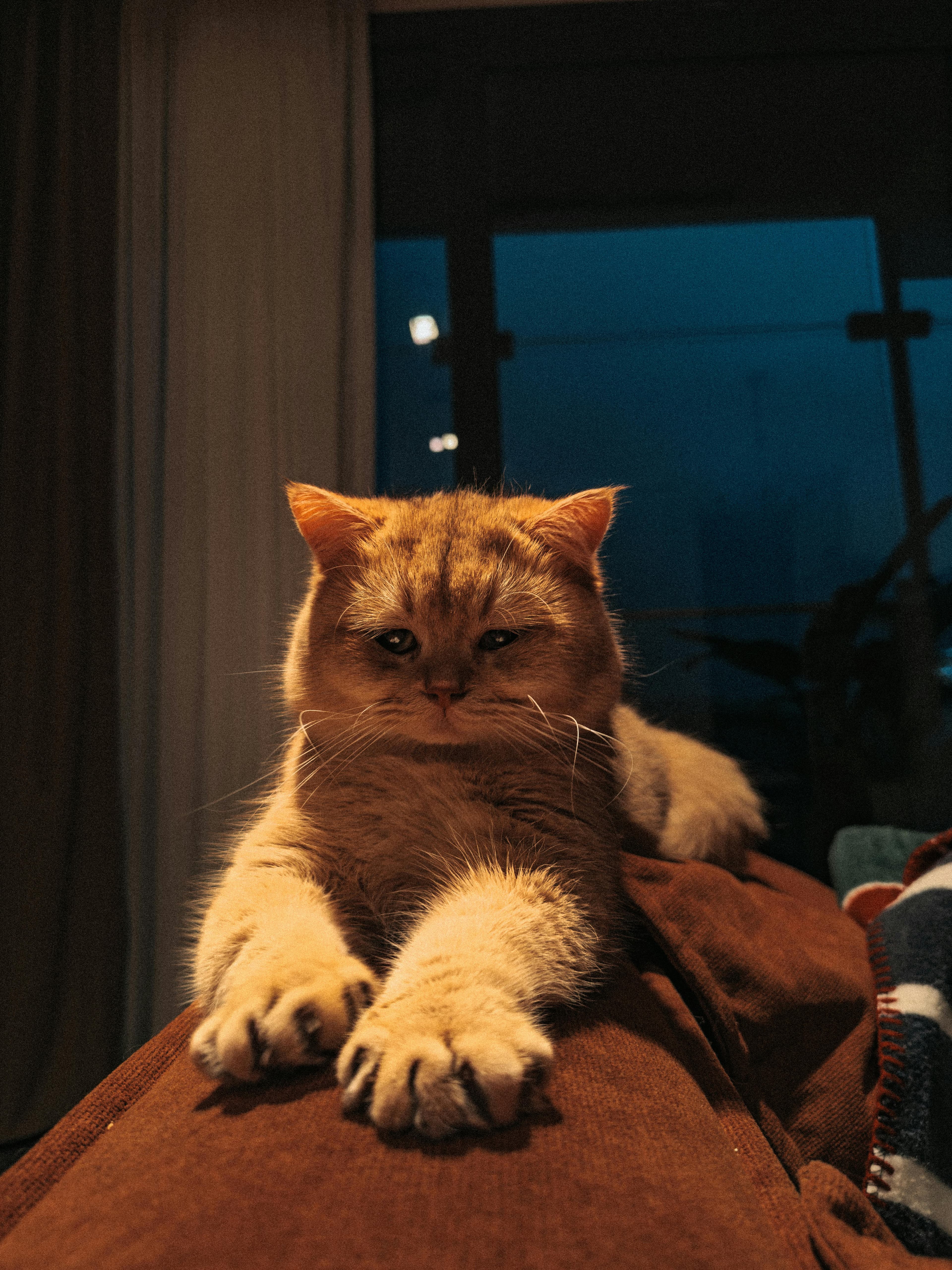 Catestant