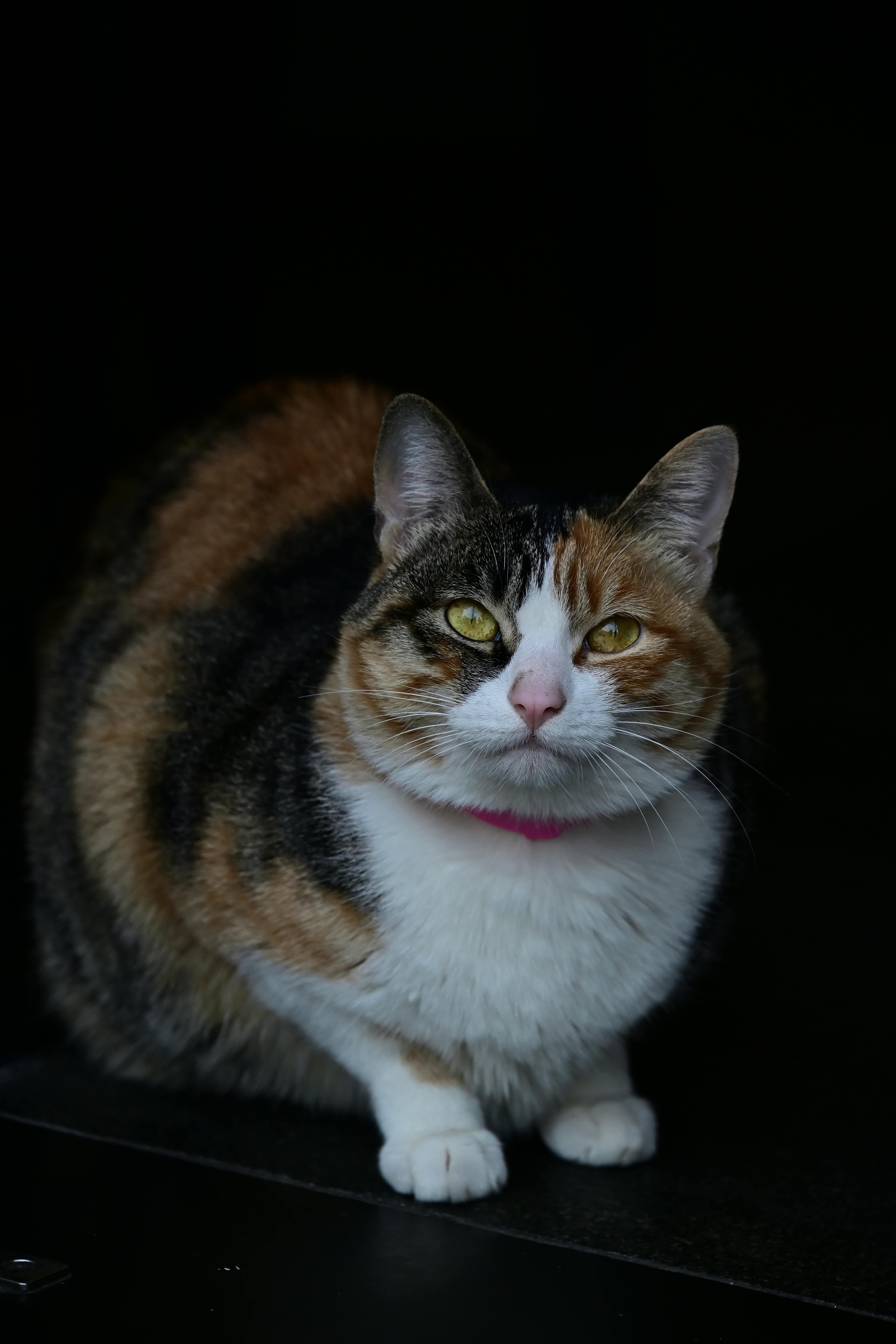Catestant