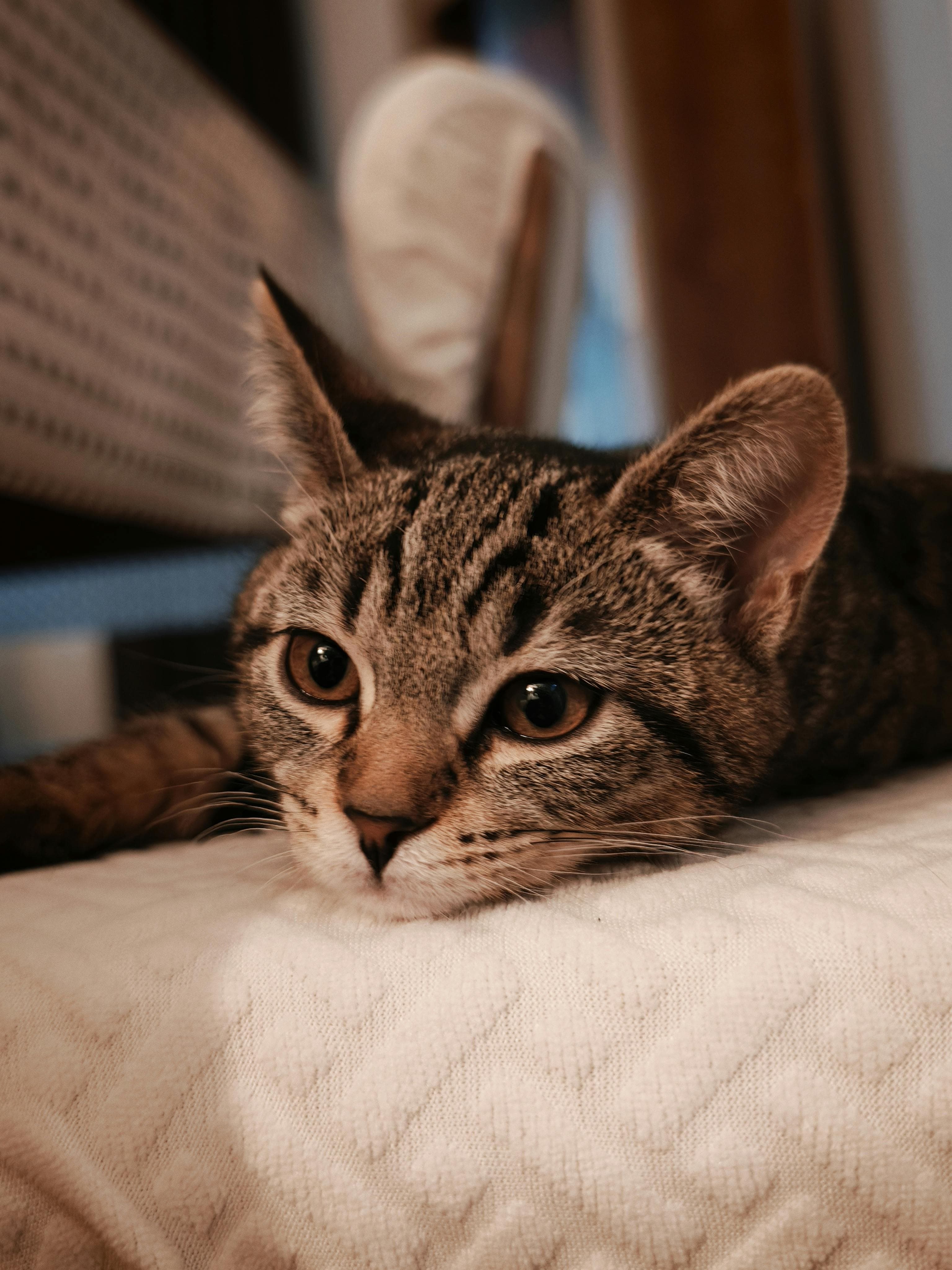 Catestant