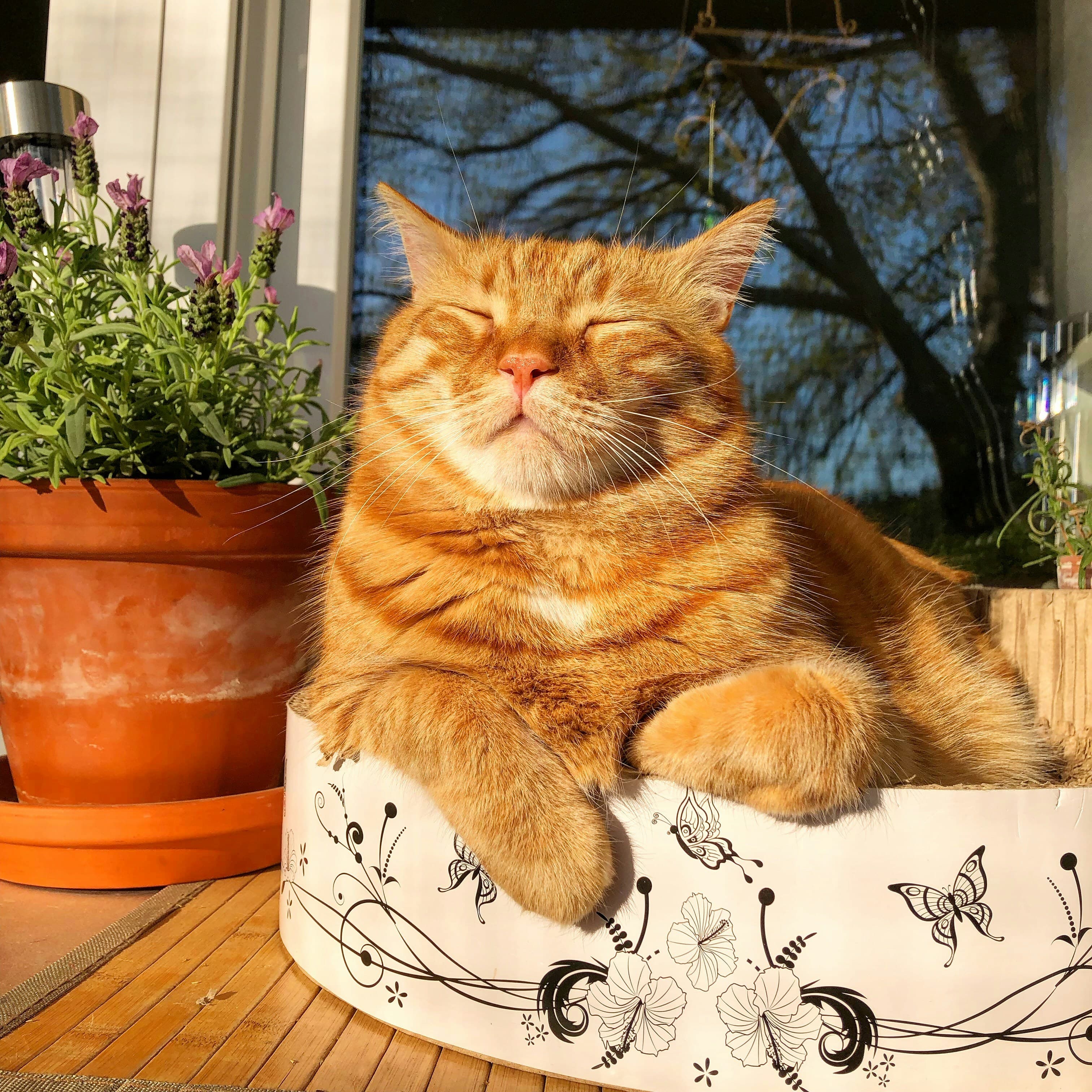 Catestant