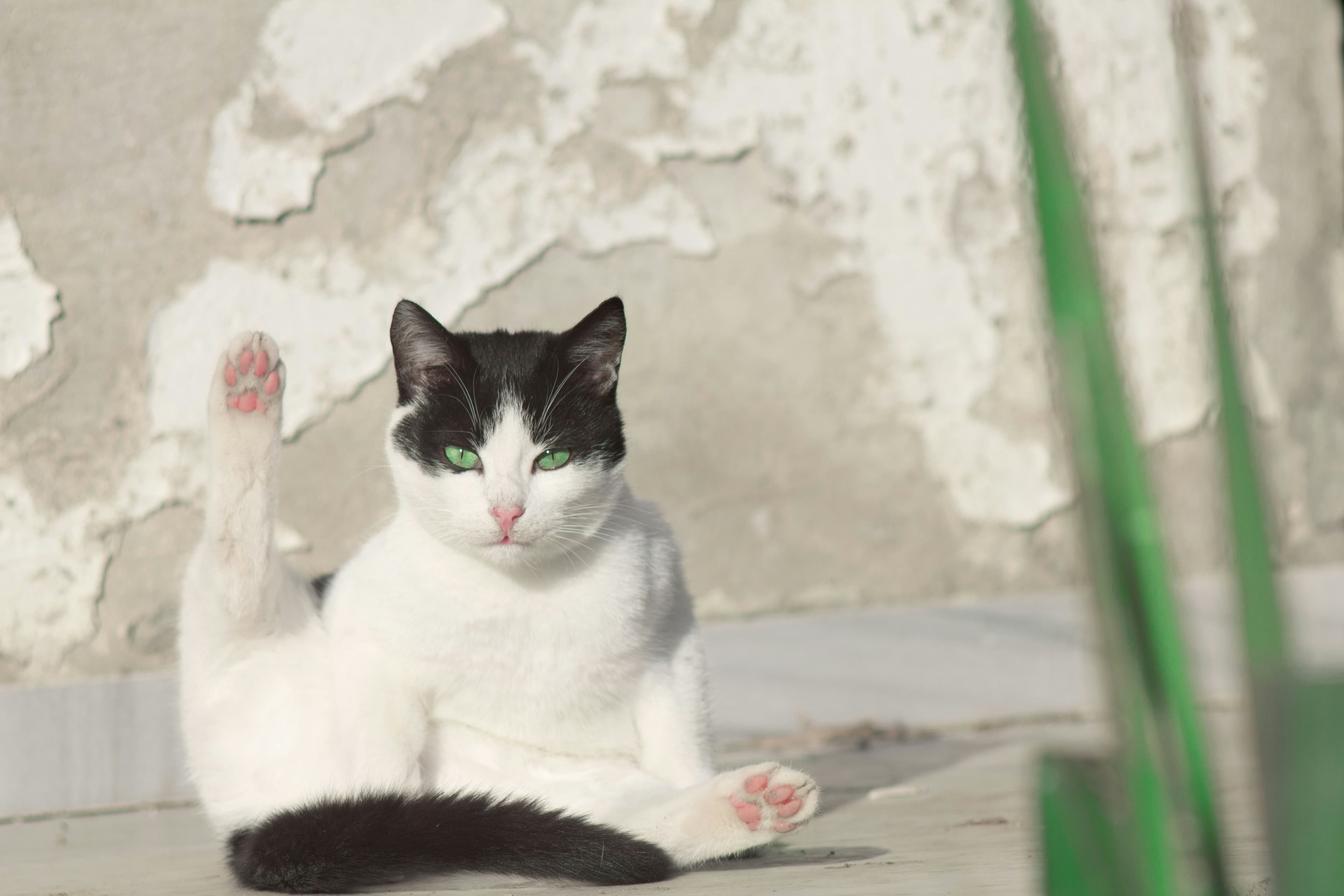 Catestant