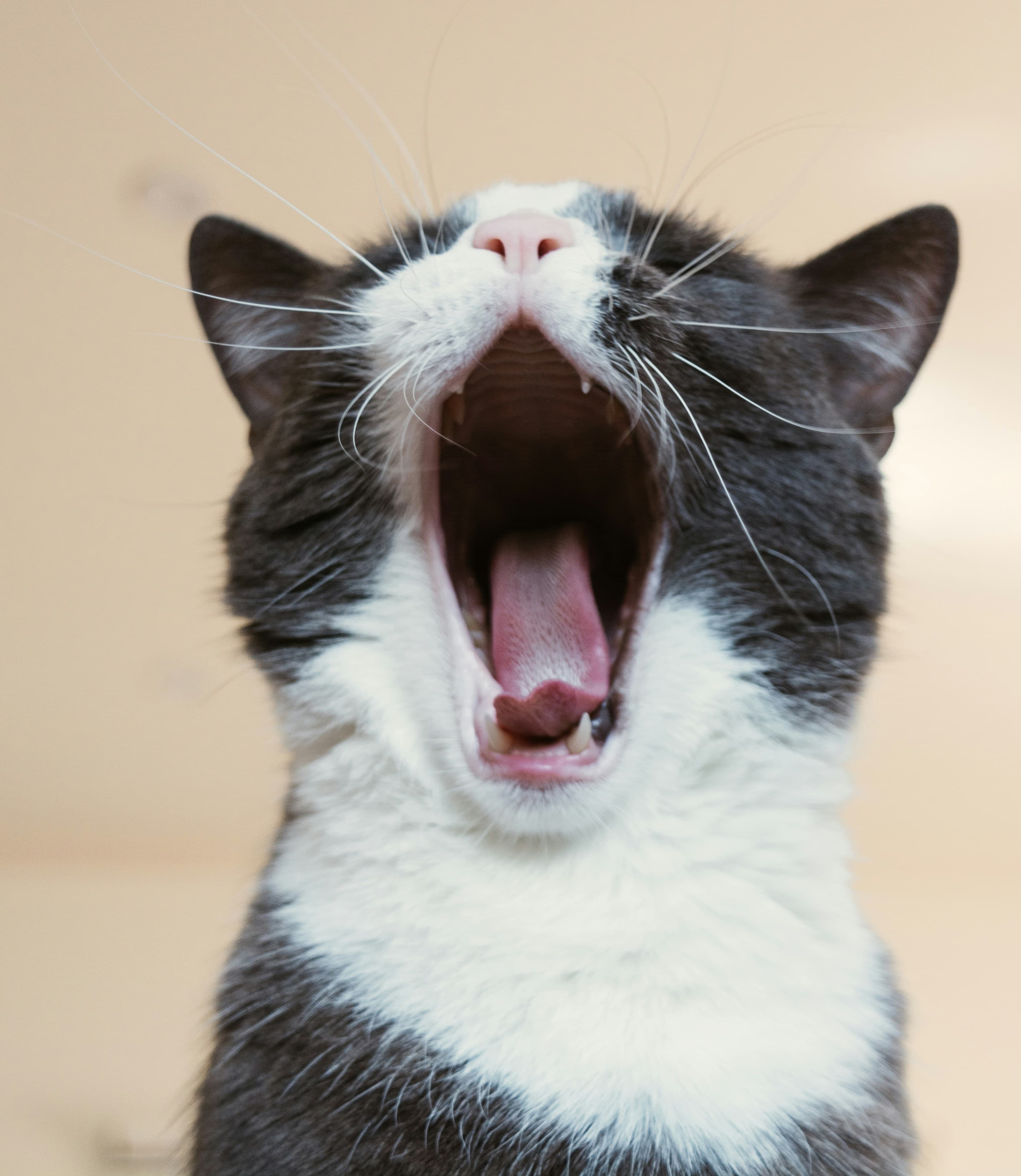 Catestant