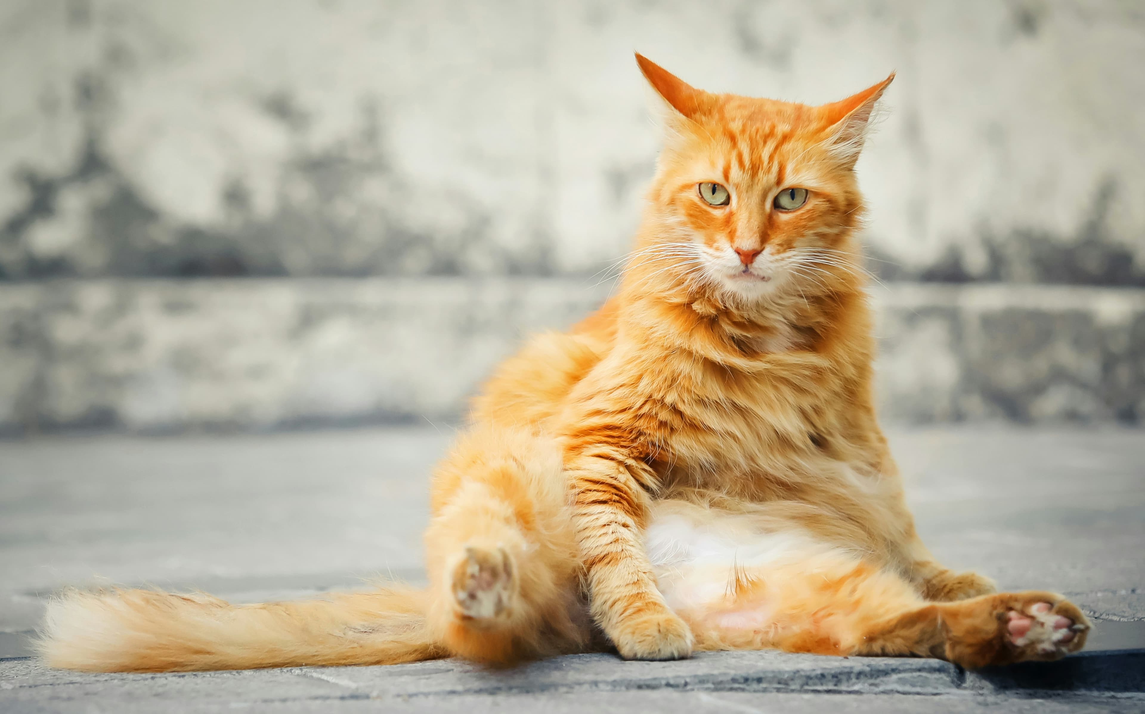 Catestant