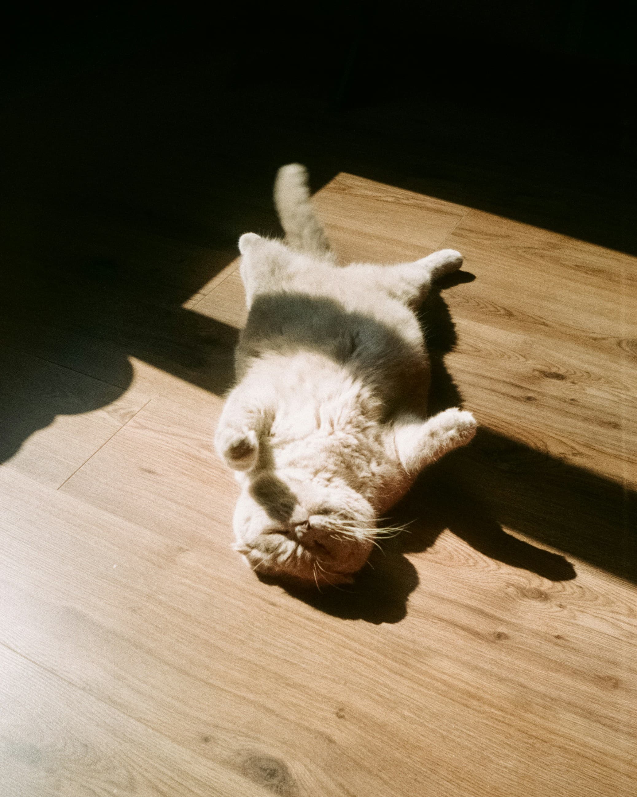 Catestant