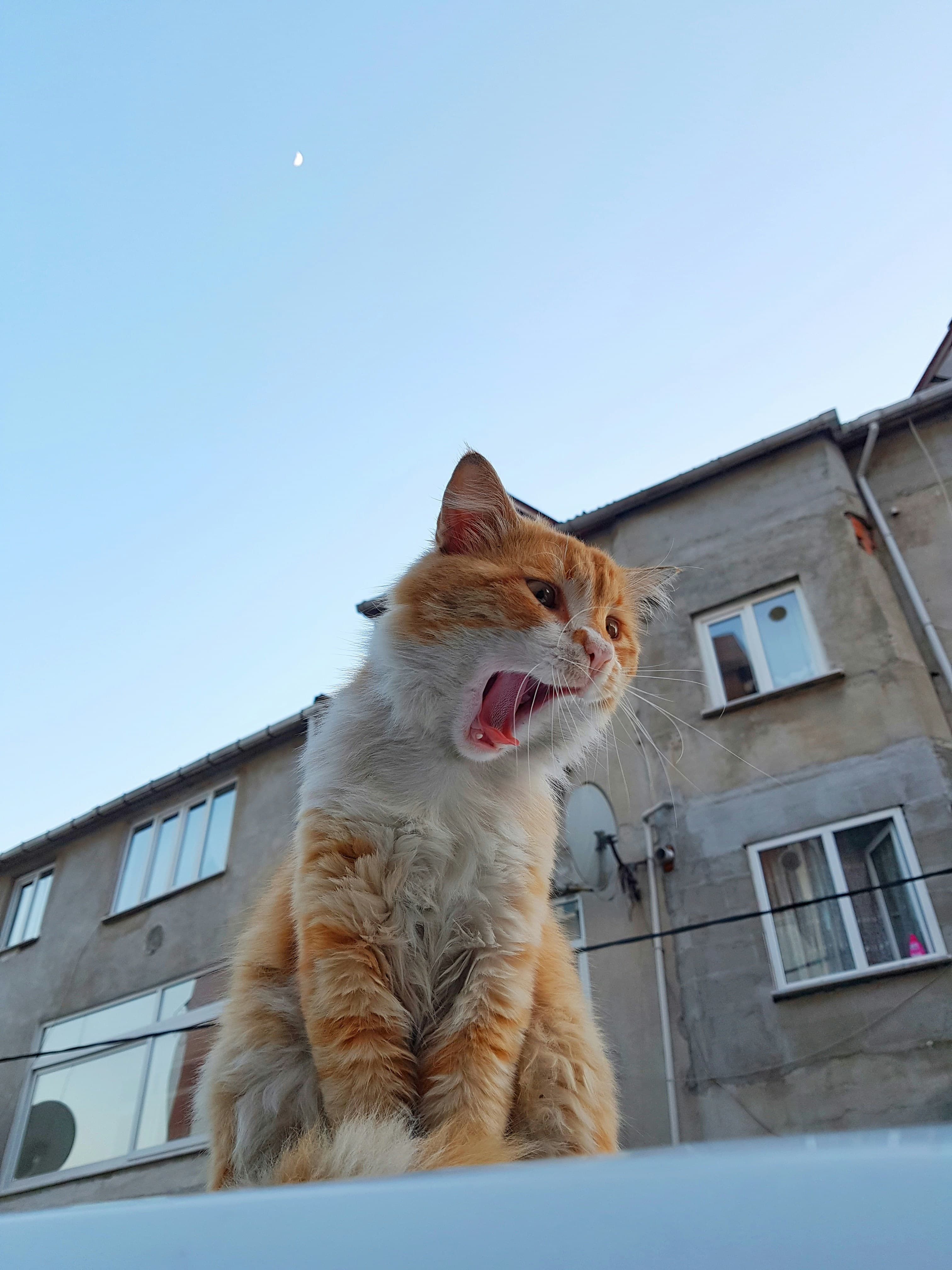 Catestant