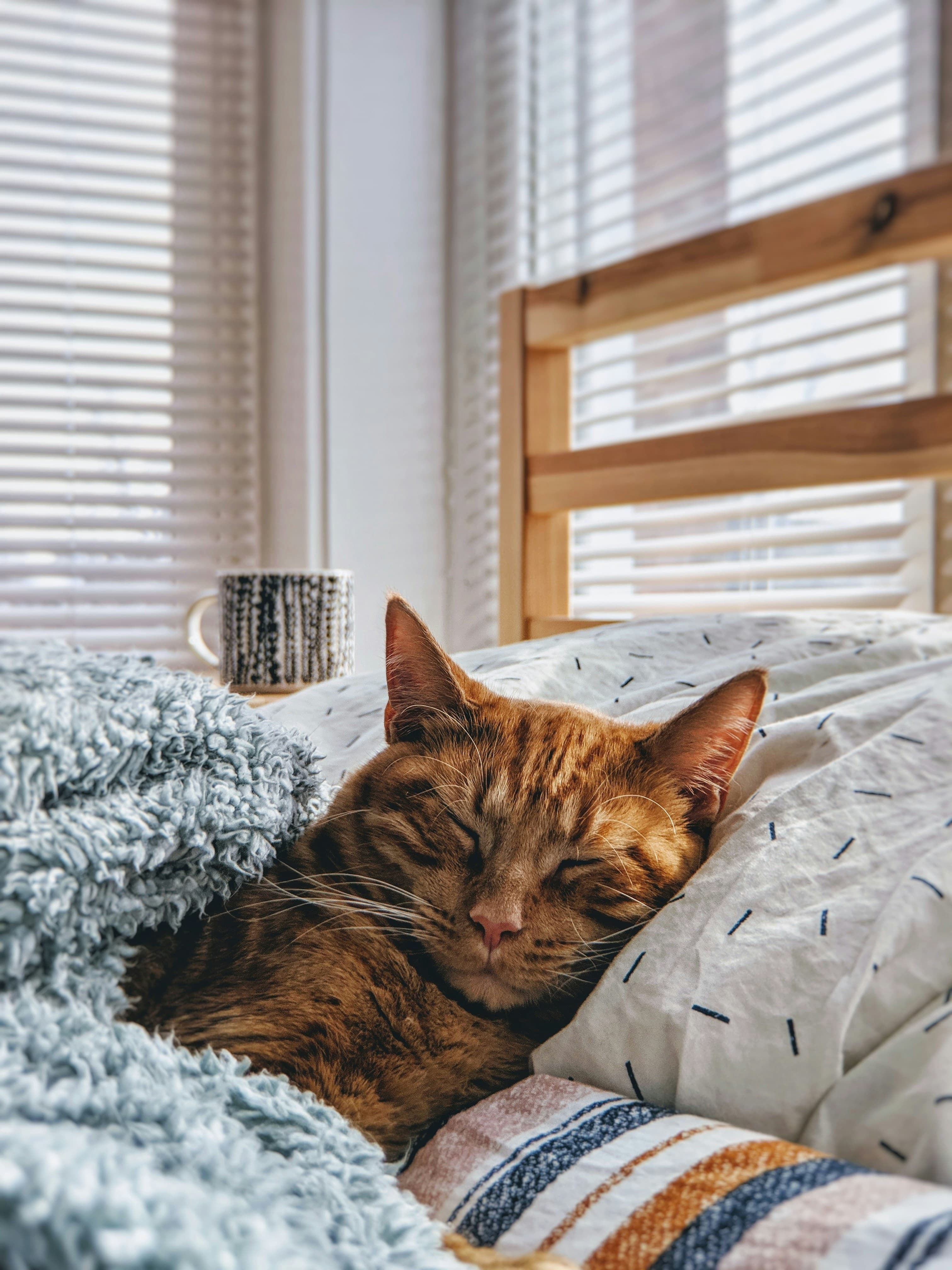 Catestant