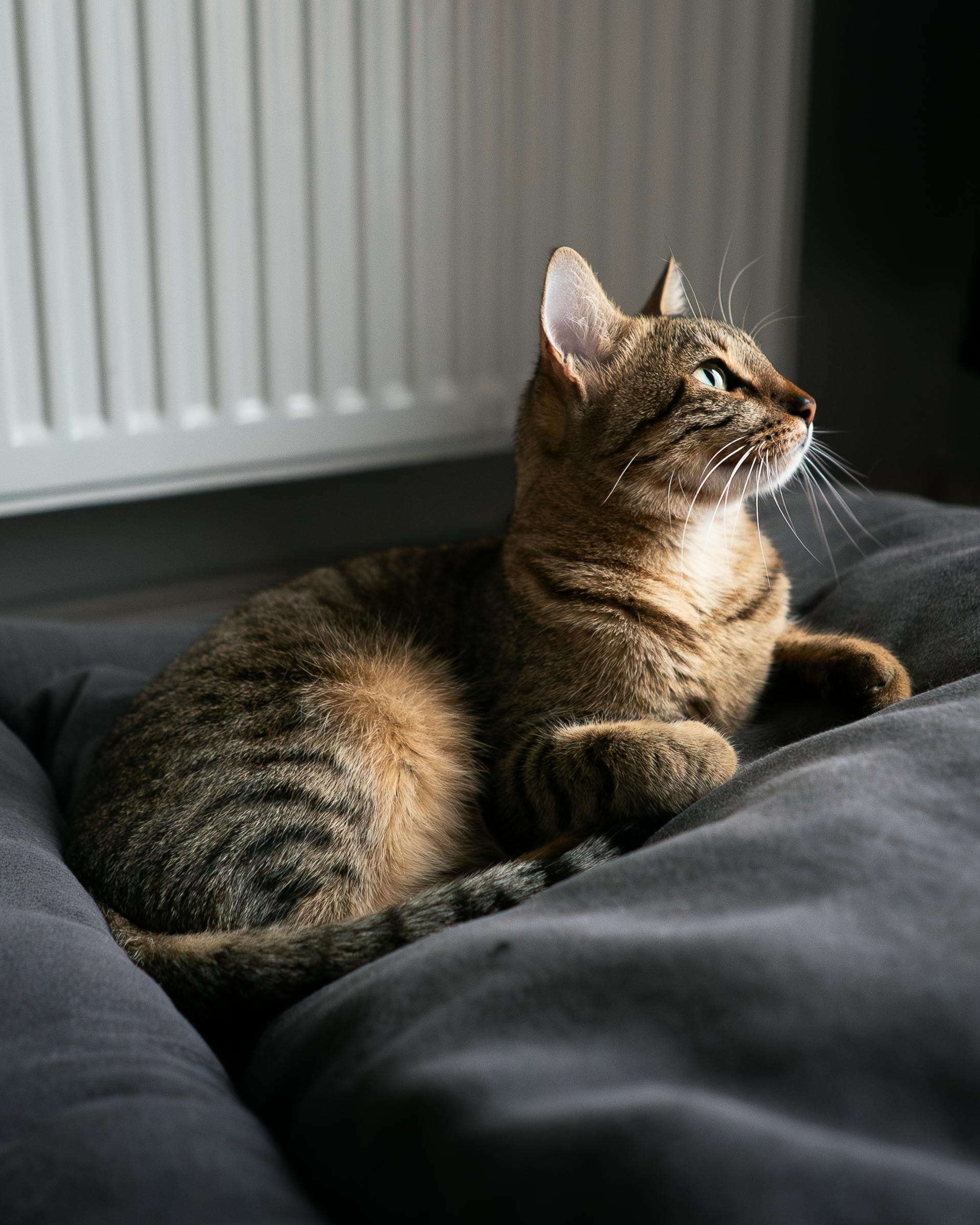 Catestant