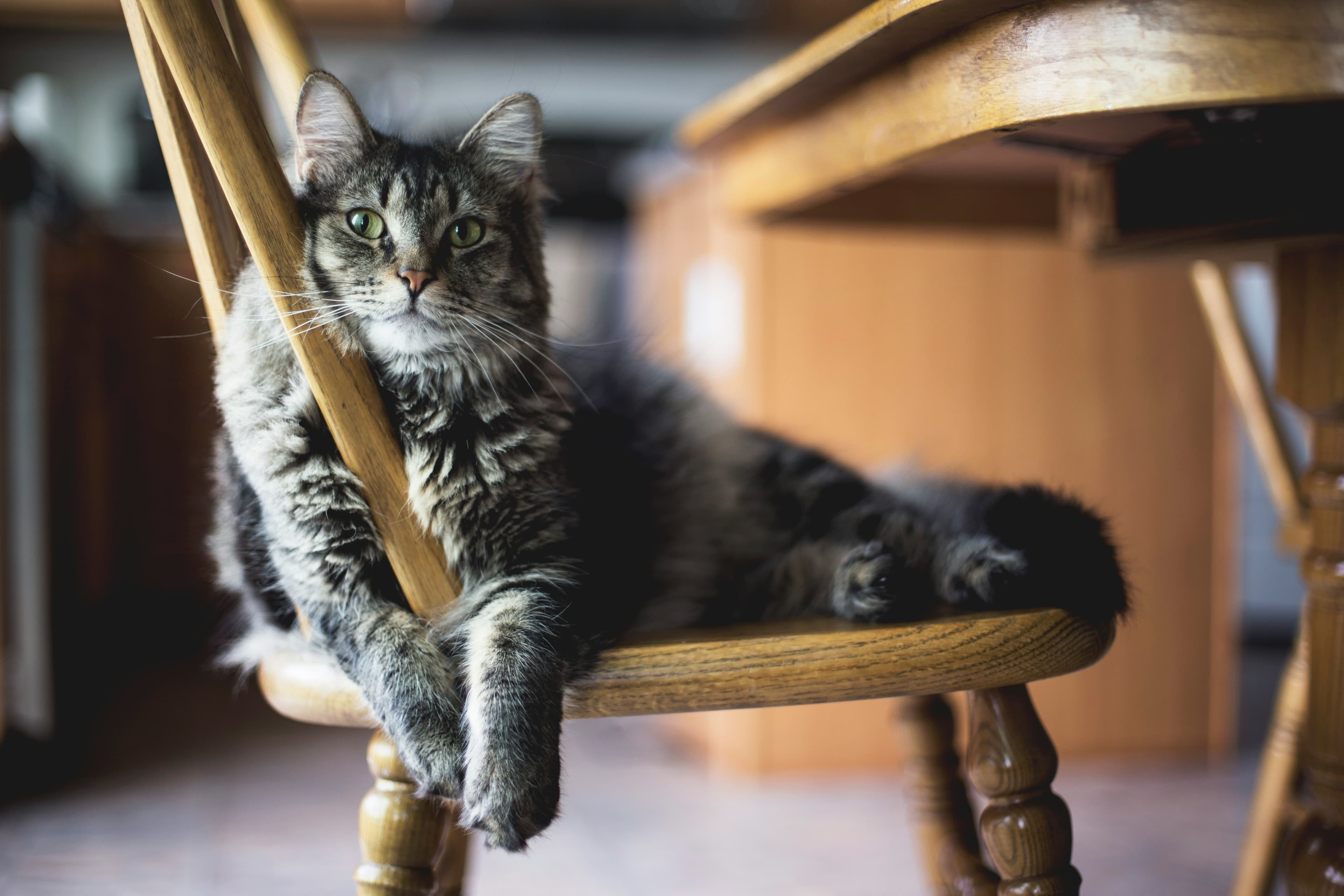 Catestant