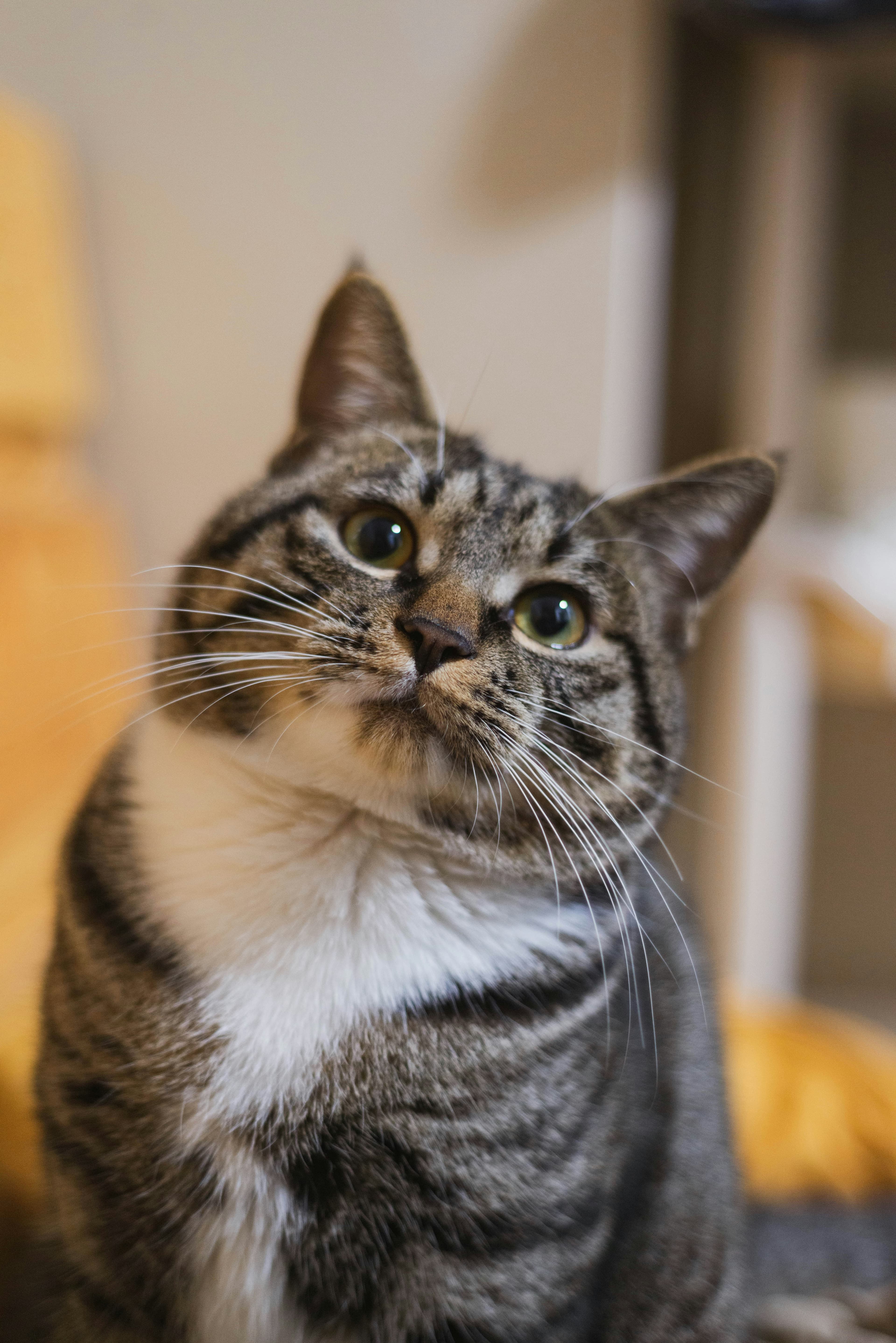 Catestant