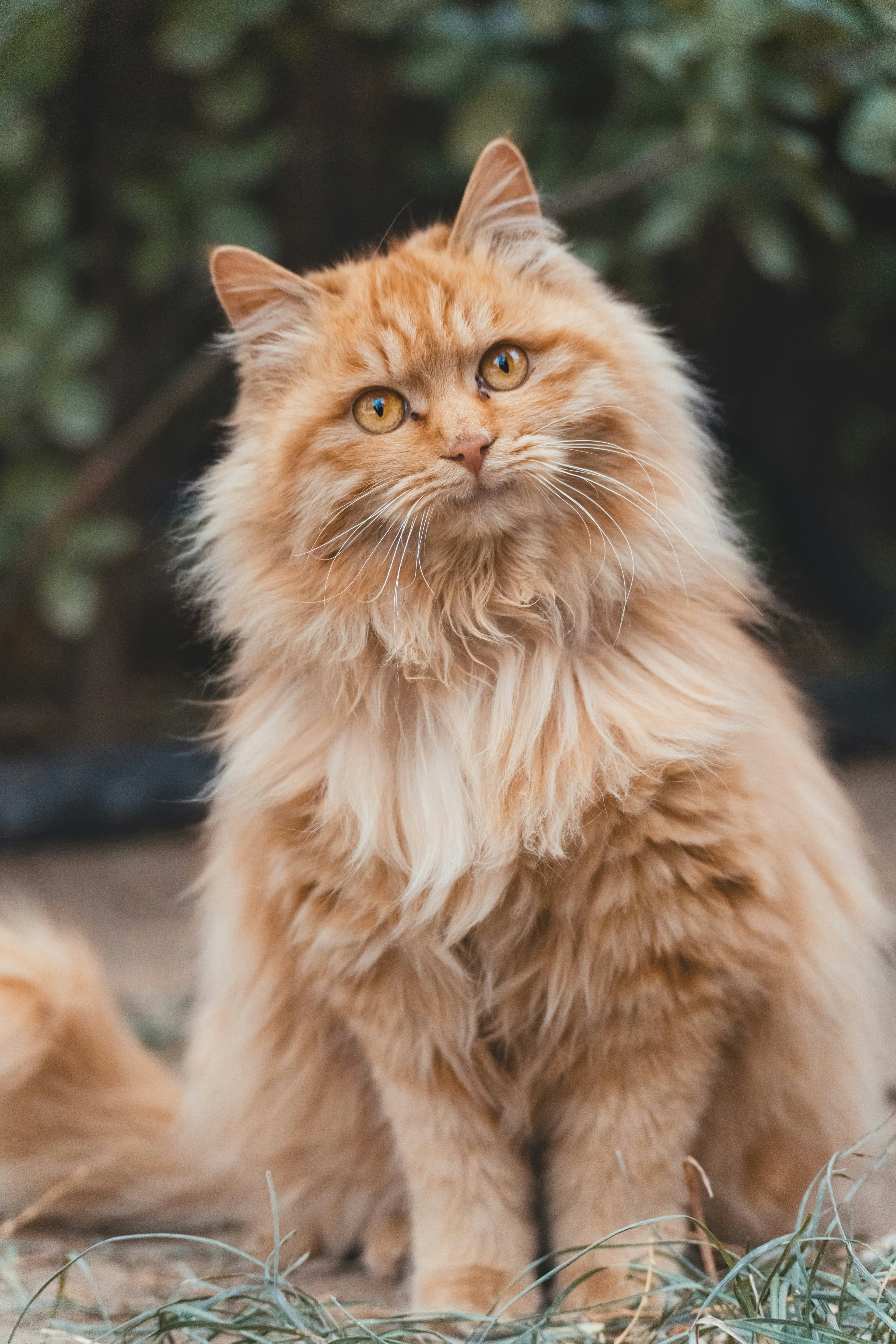 Catestant