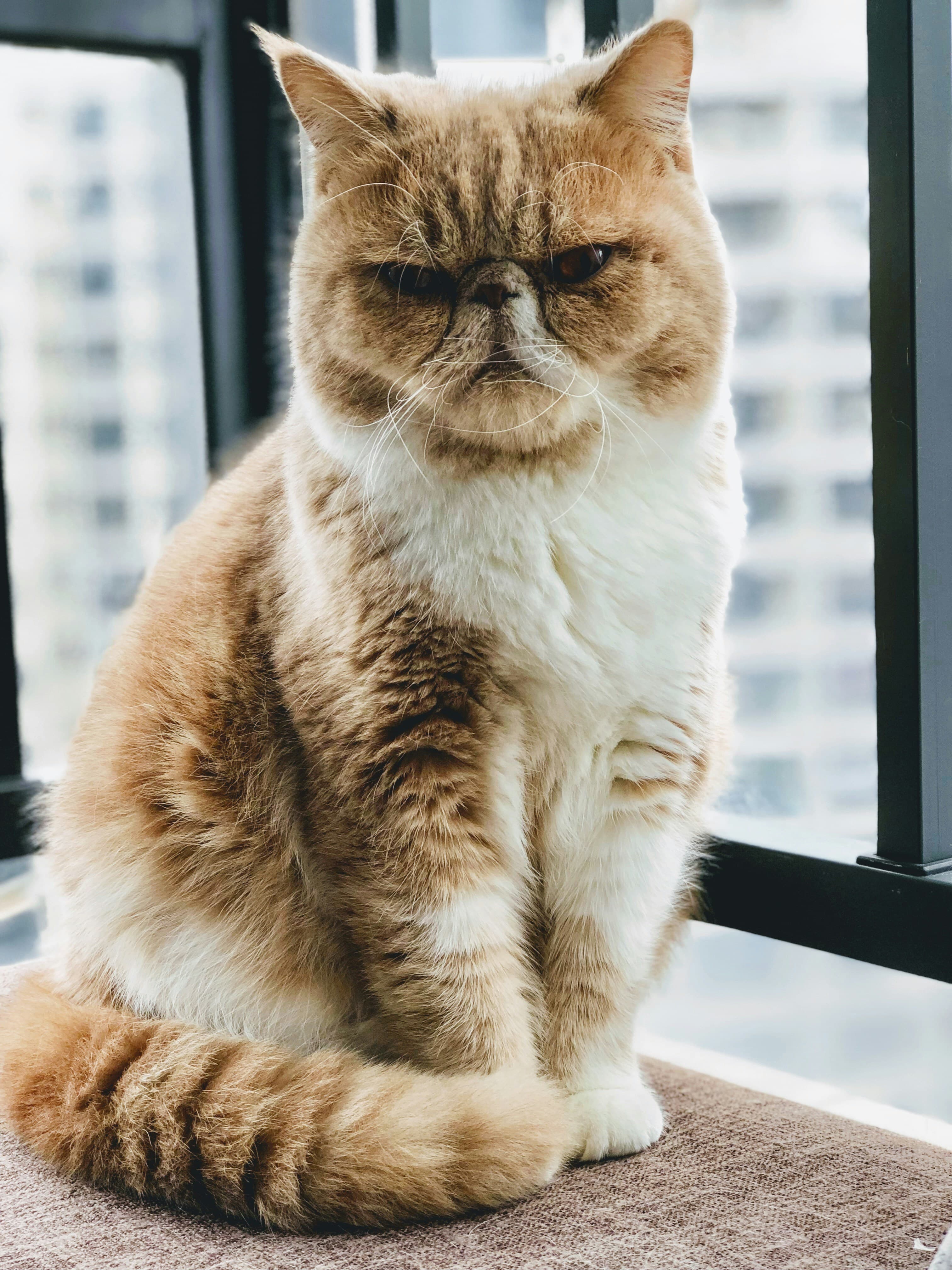 Catestant