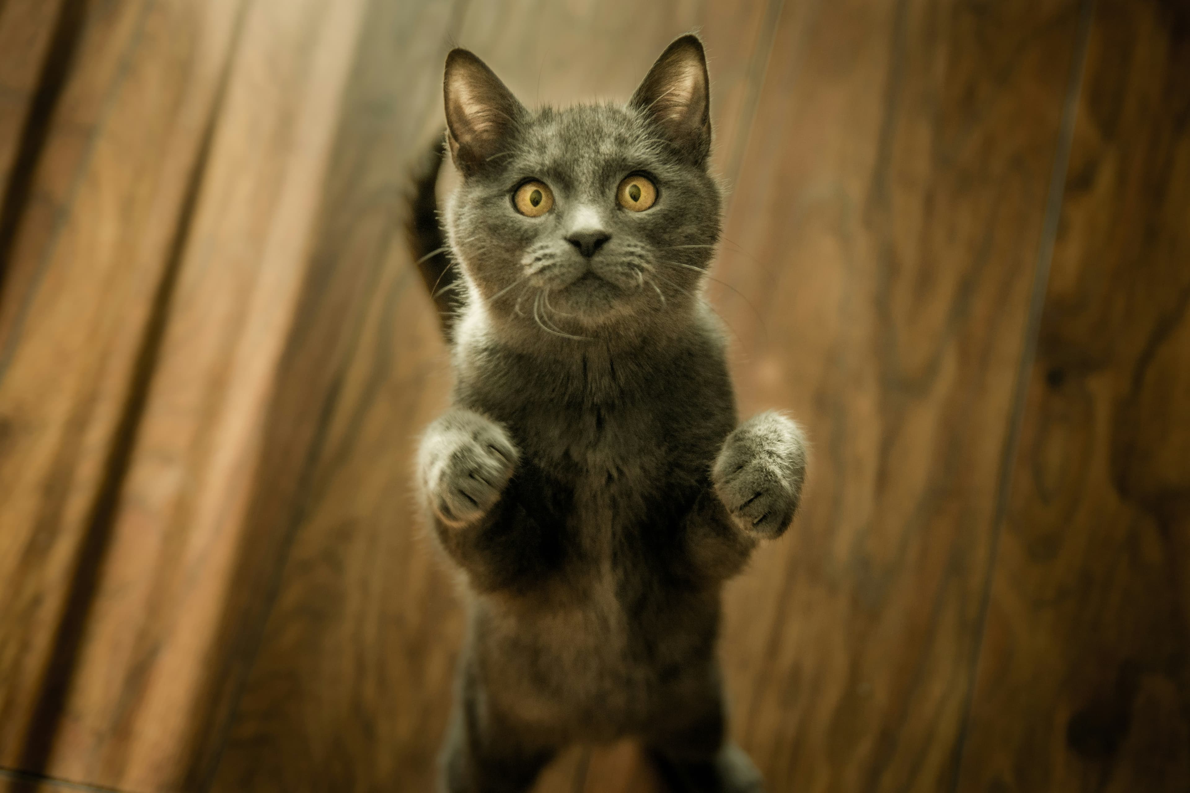Catestant