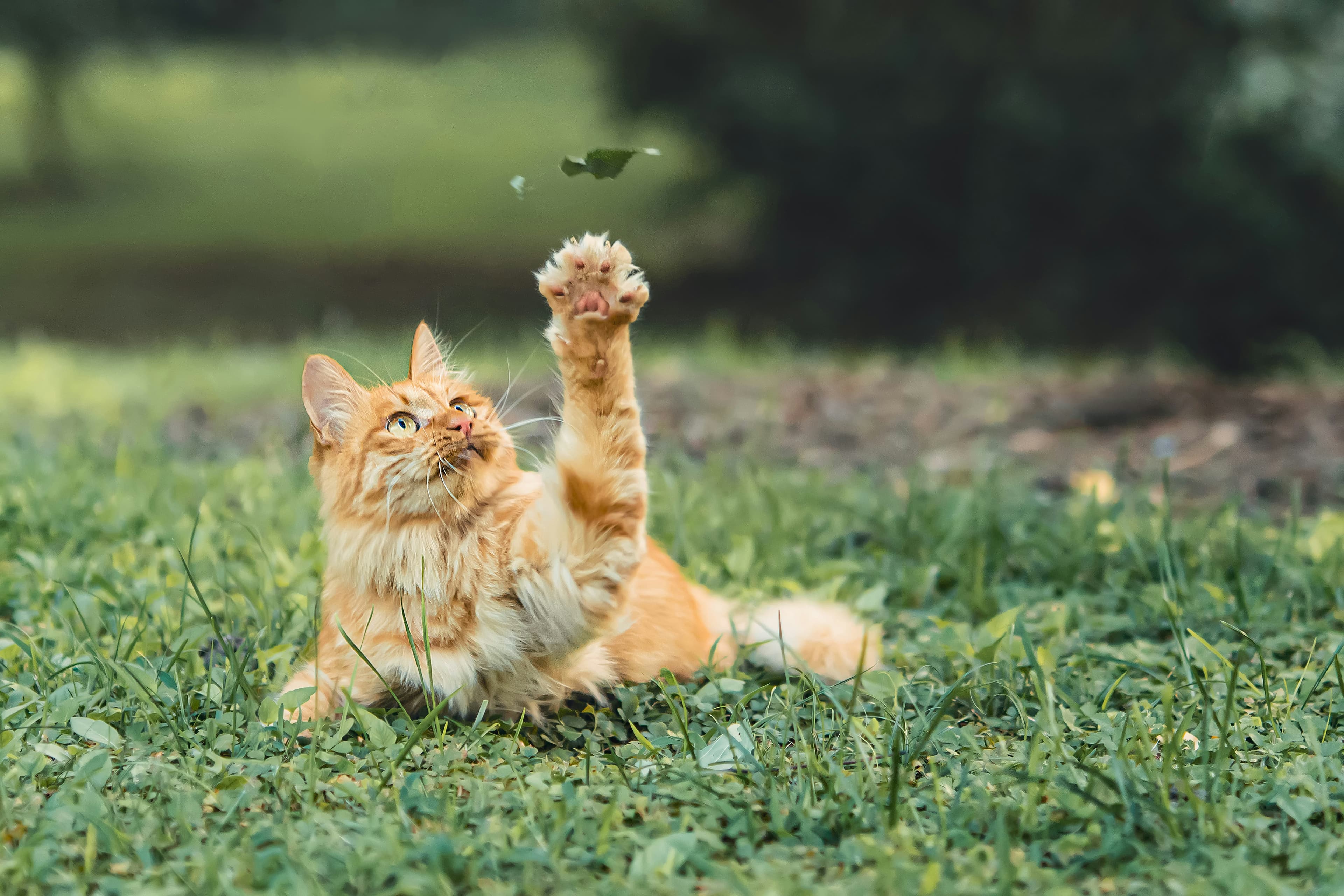 Catestant
