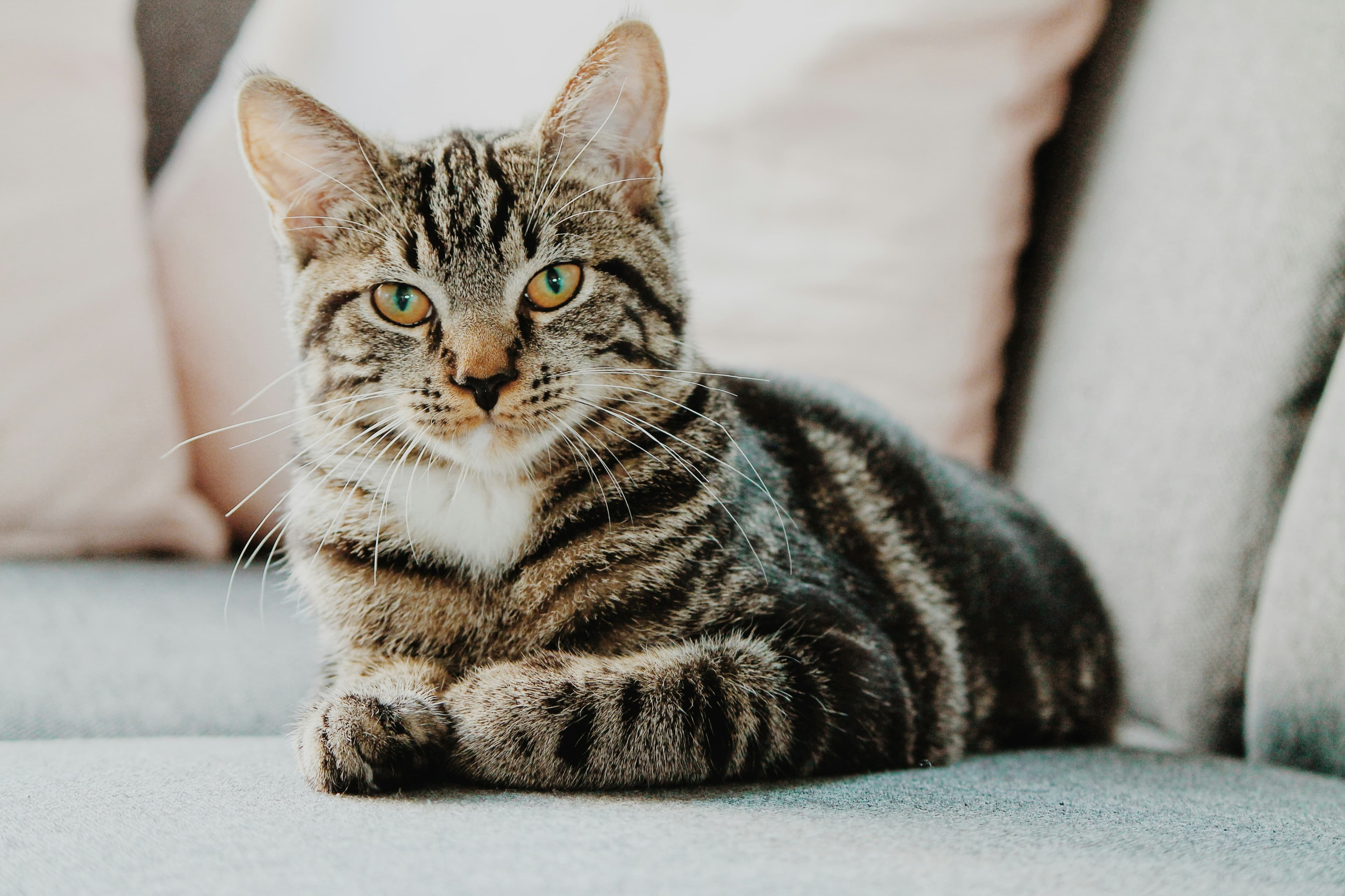Catestant