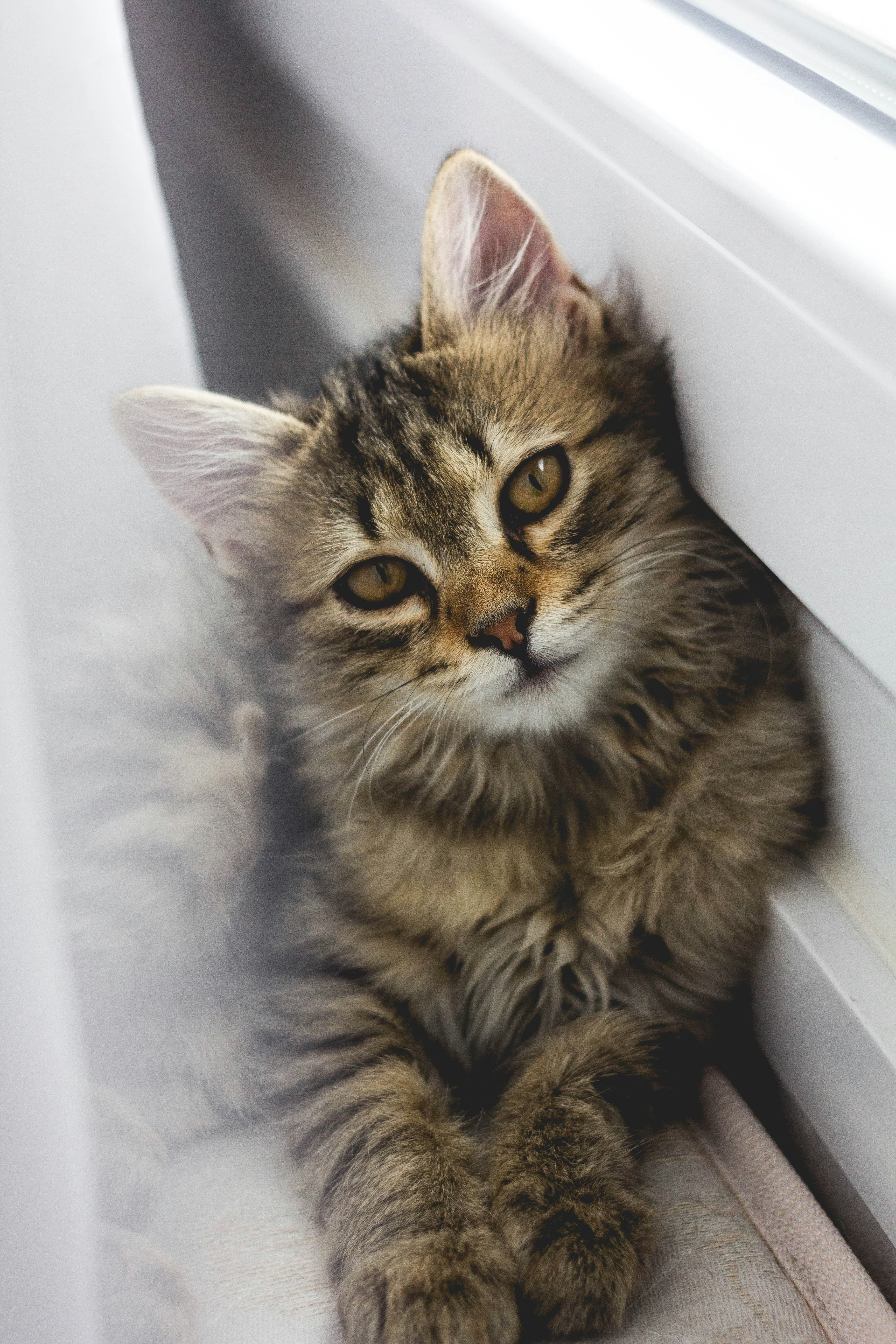 Catestant