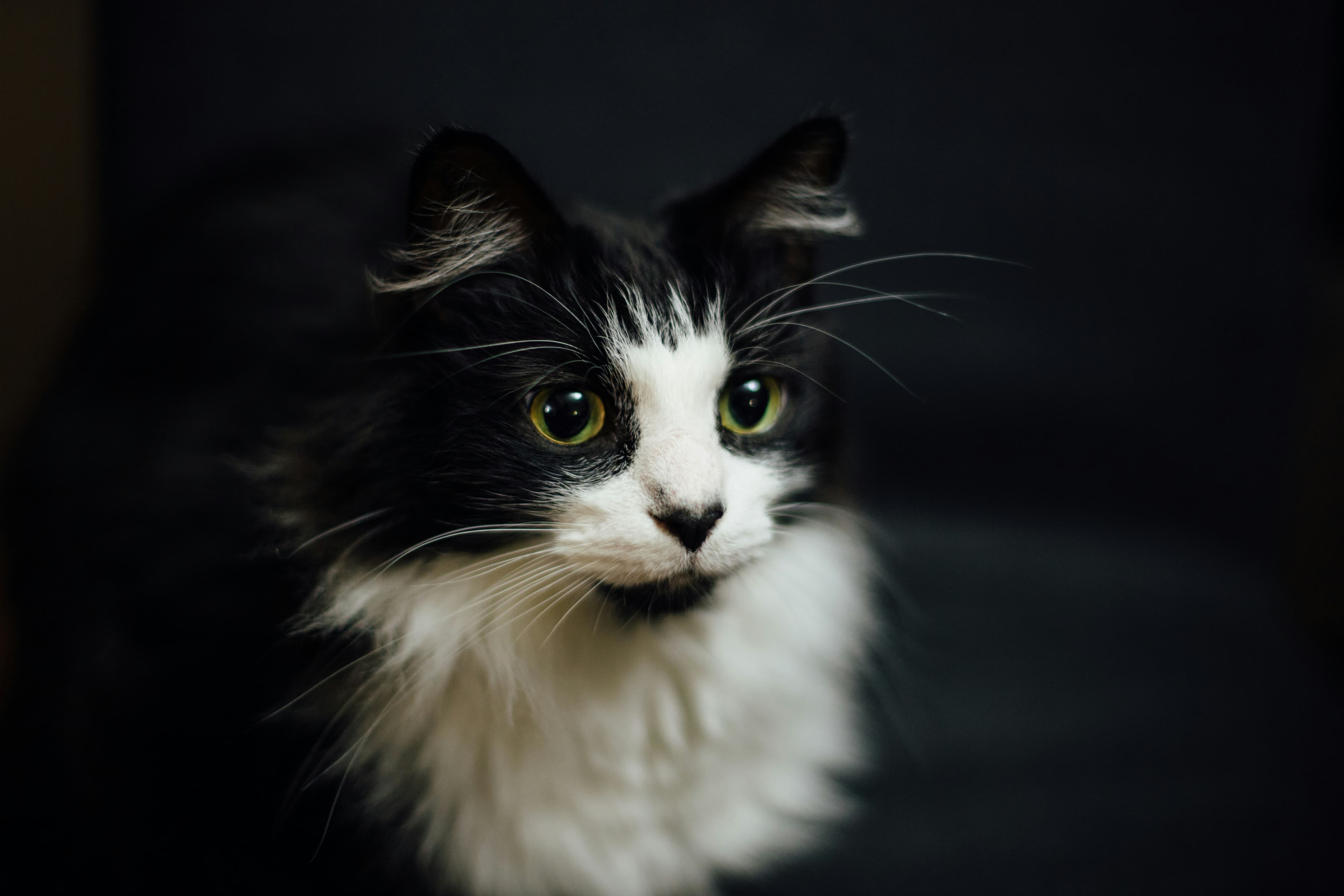 Catestant