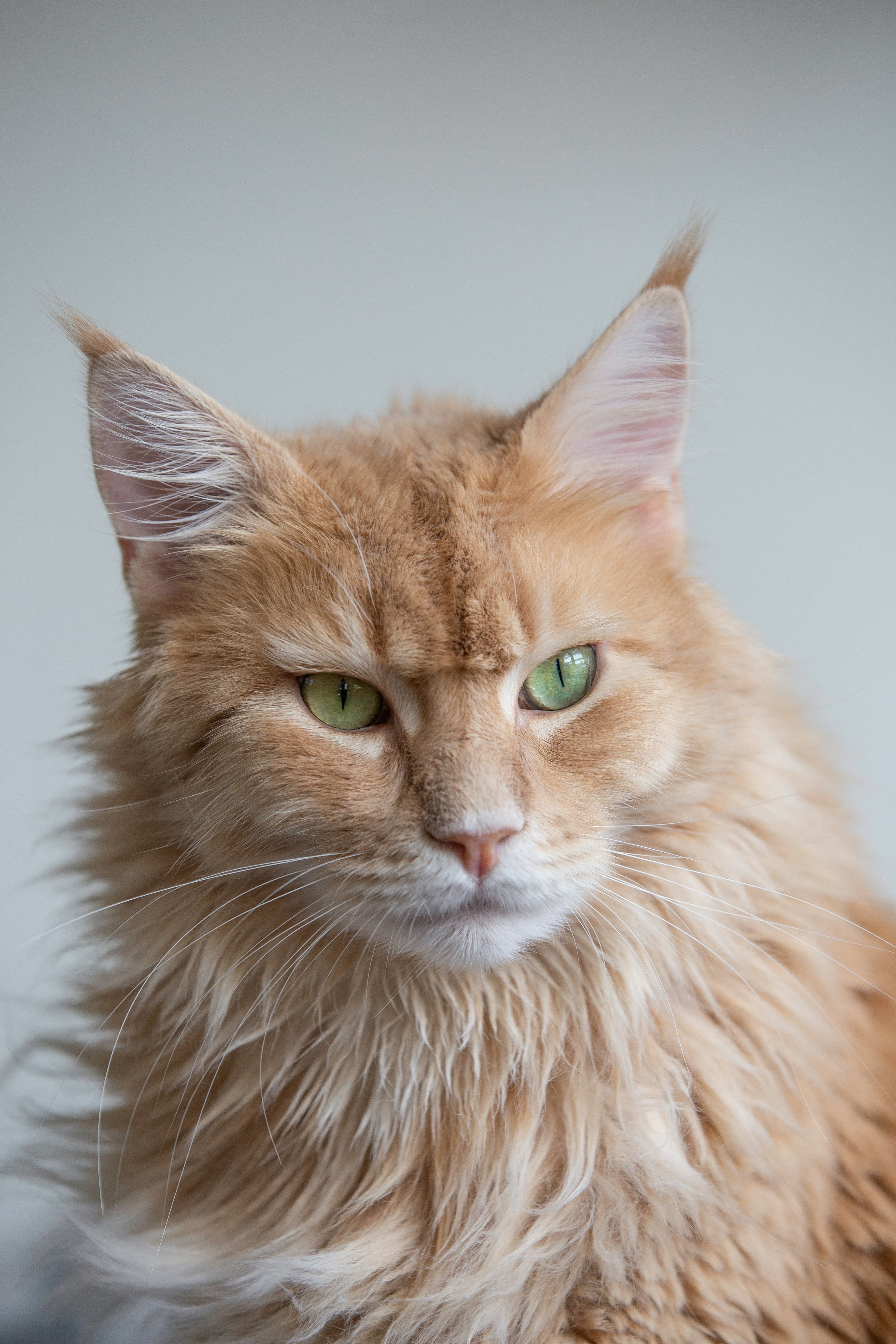 Catestant