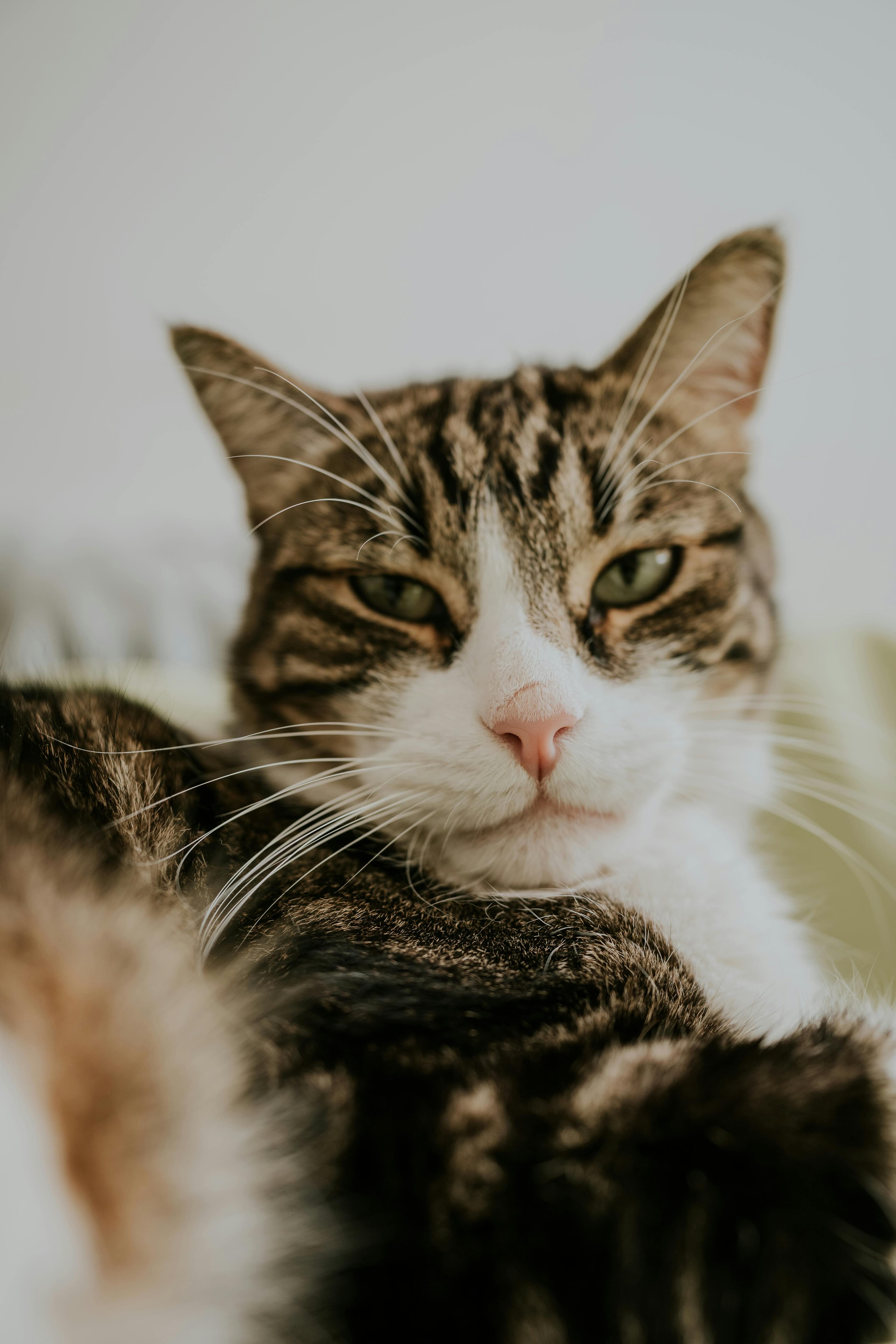 Catestant