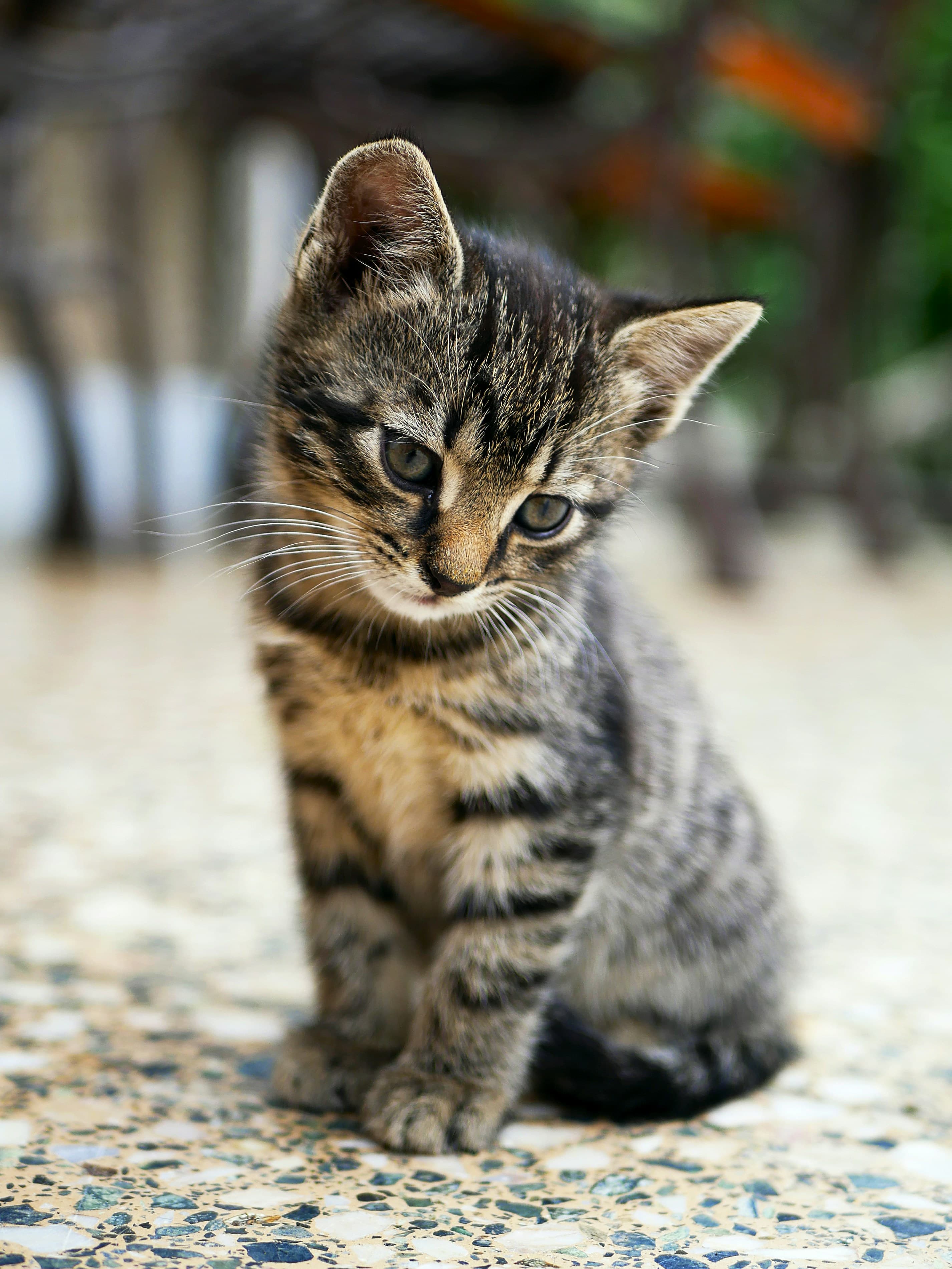 Catestant
