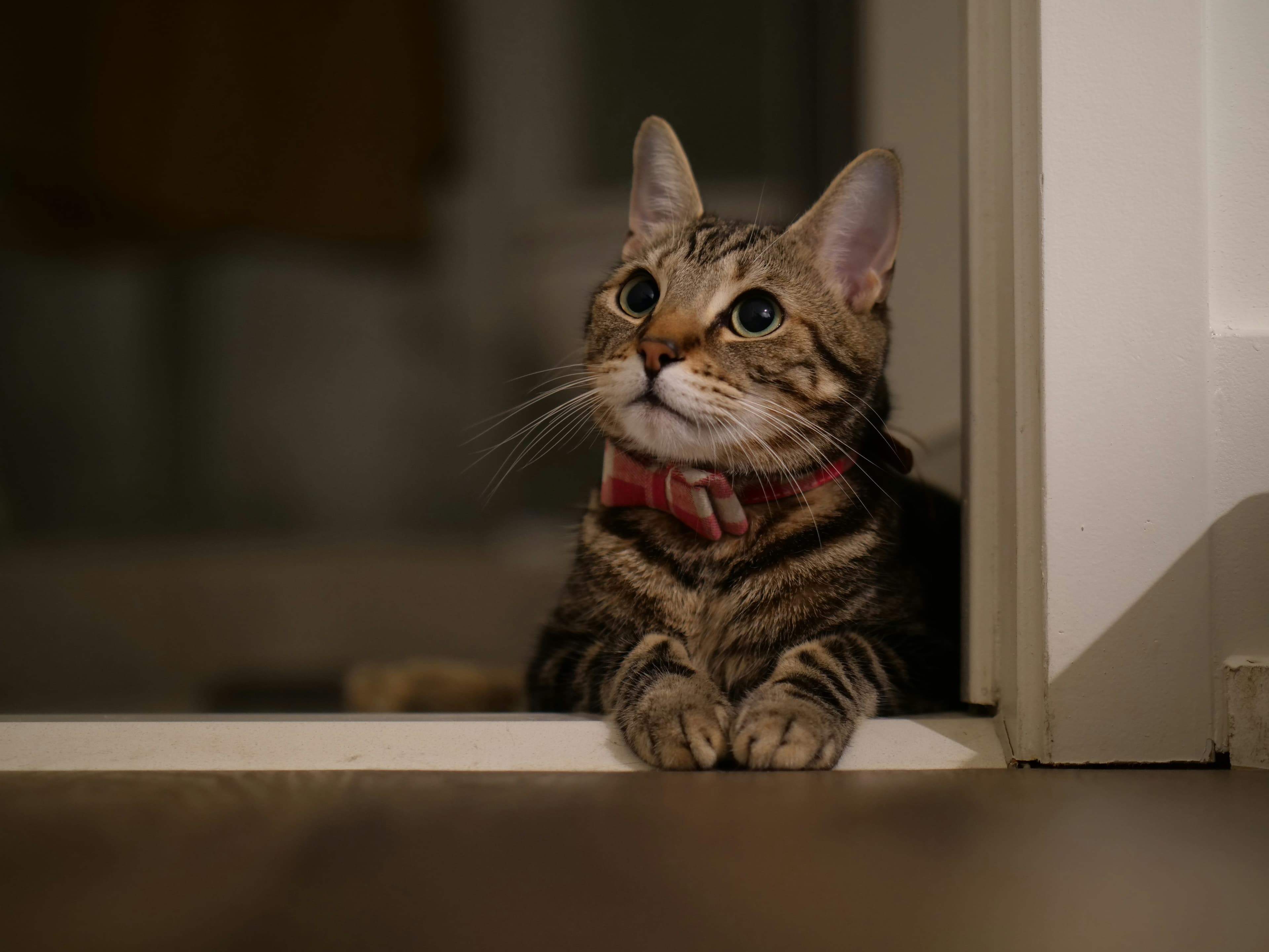 Catestant