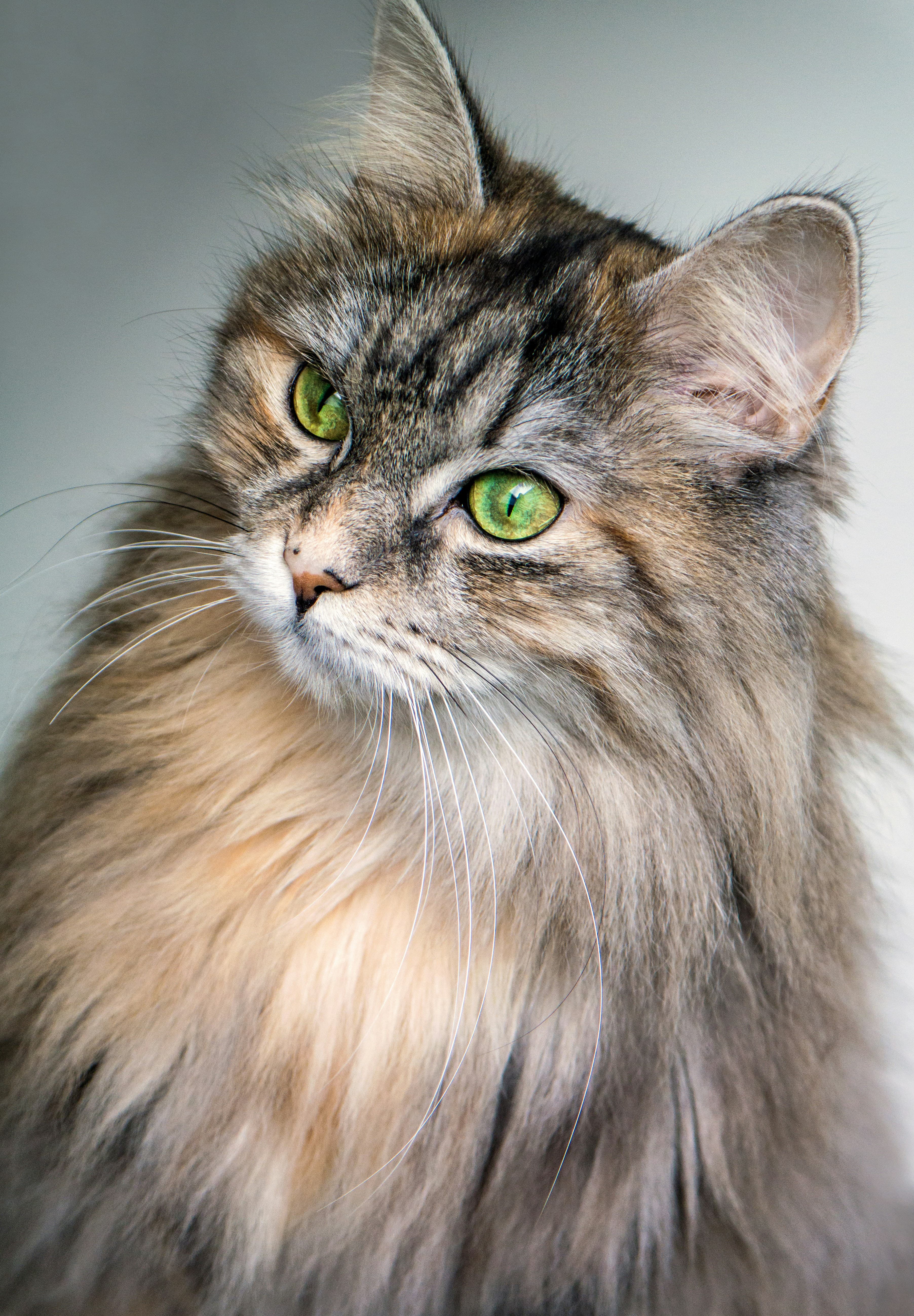 Catestant