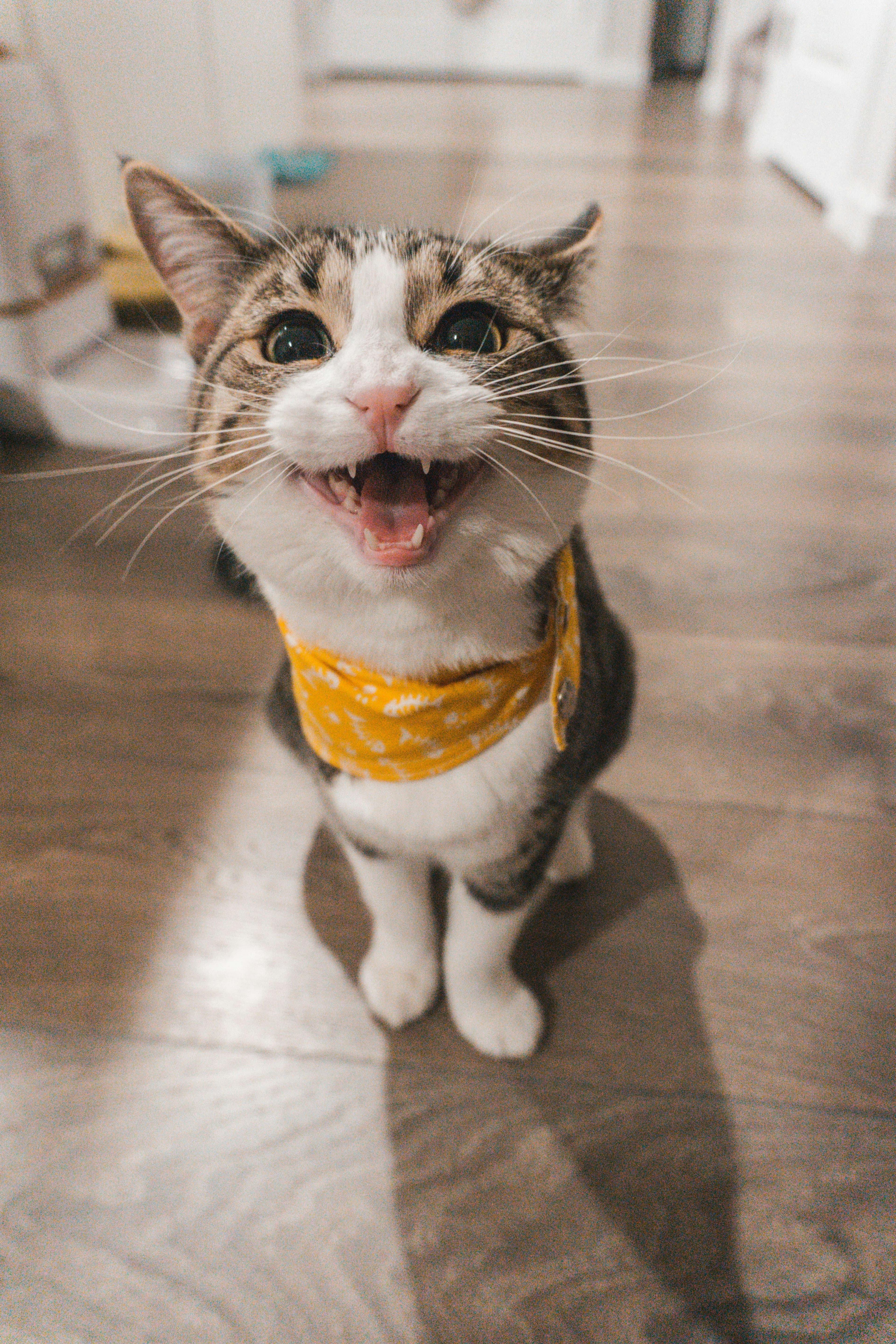 Catestant