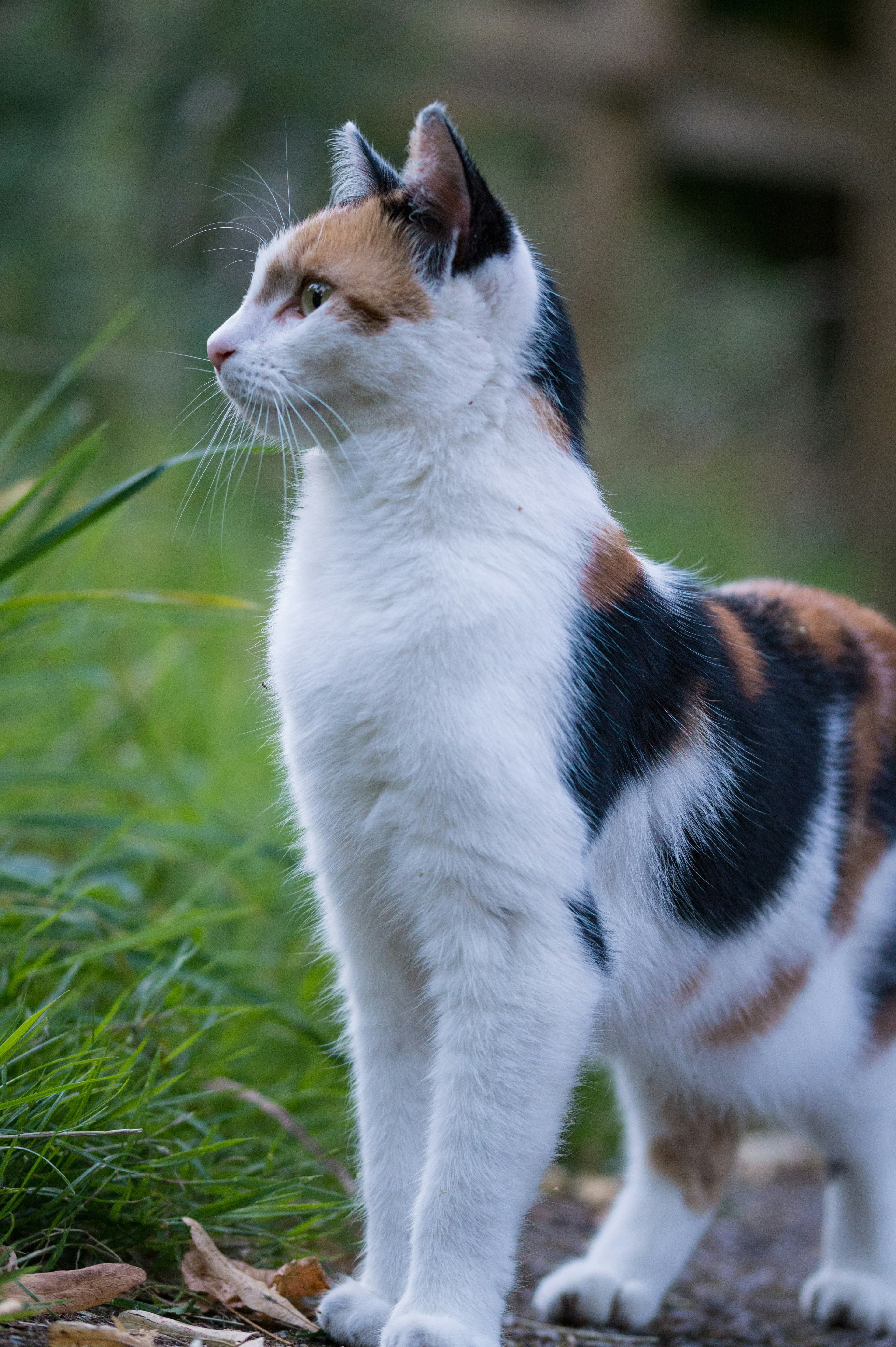 Catestant