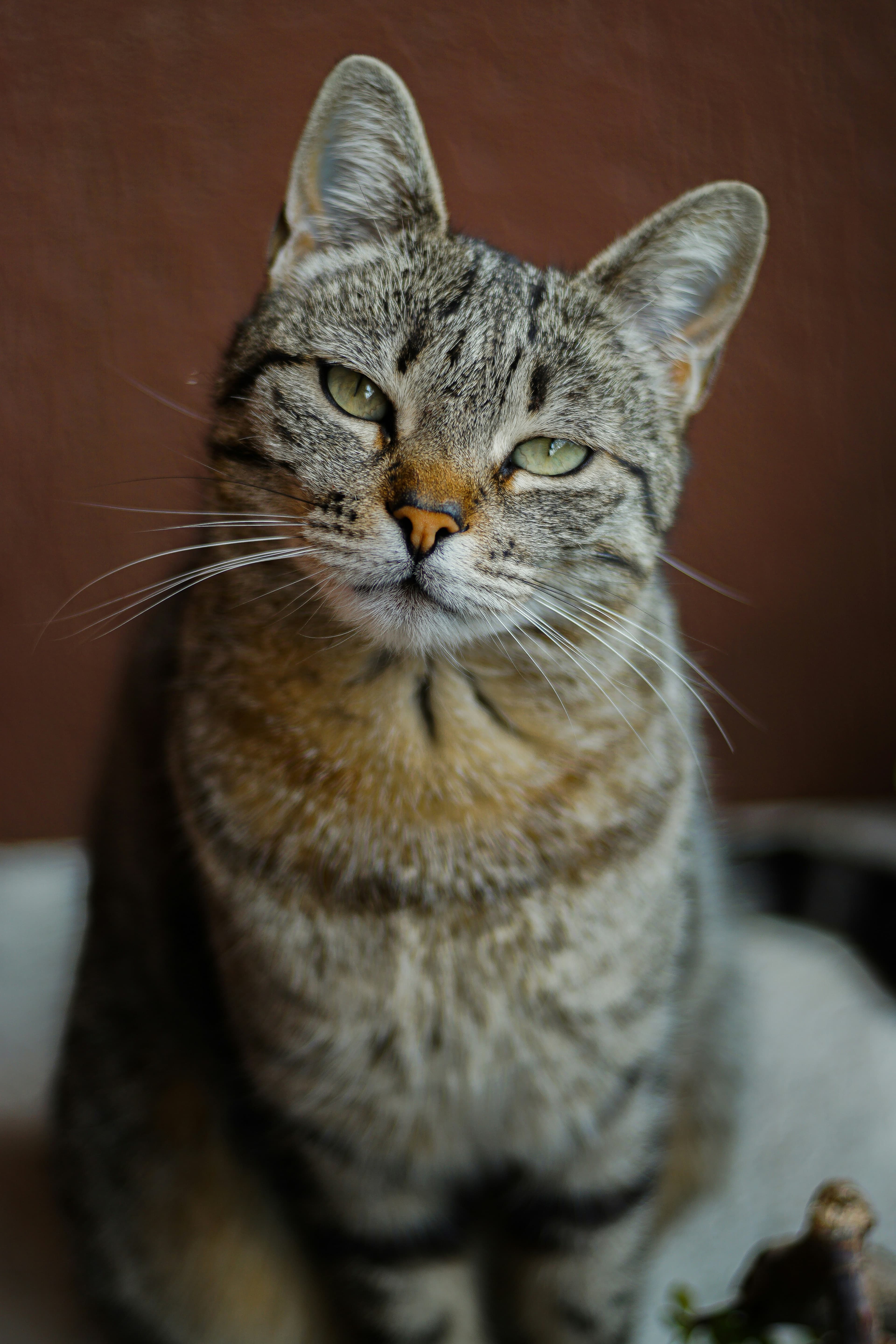 Catestant
